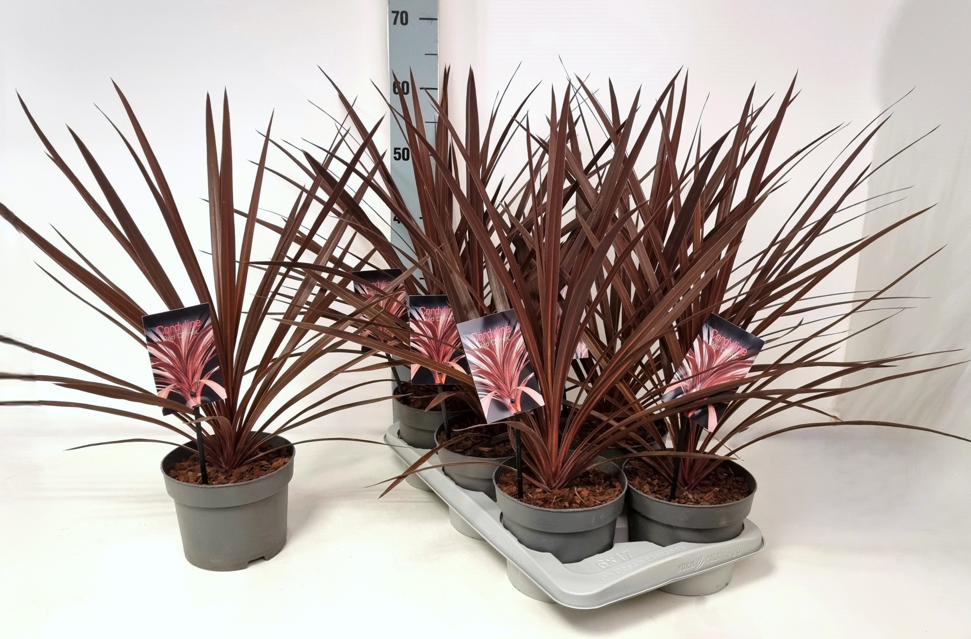 Cordyline australis 'Red Comet' P17, D 17