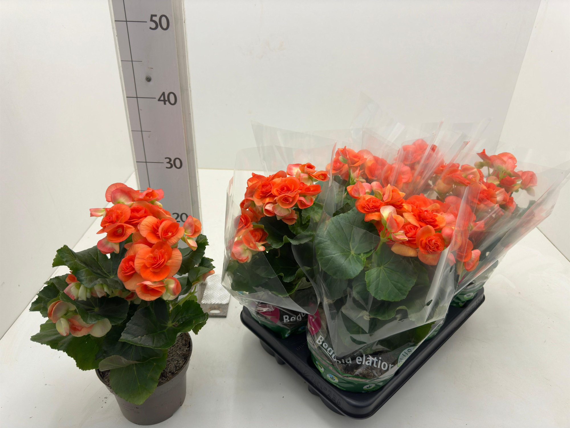 Begonia elatior P13 Orange, D 13