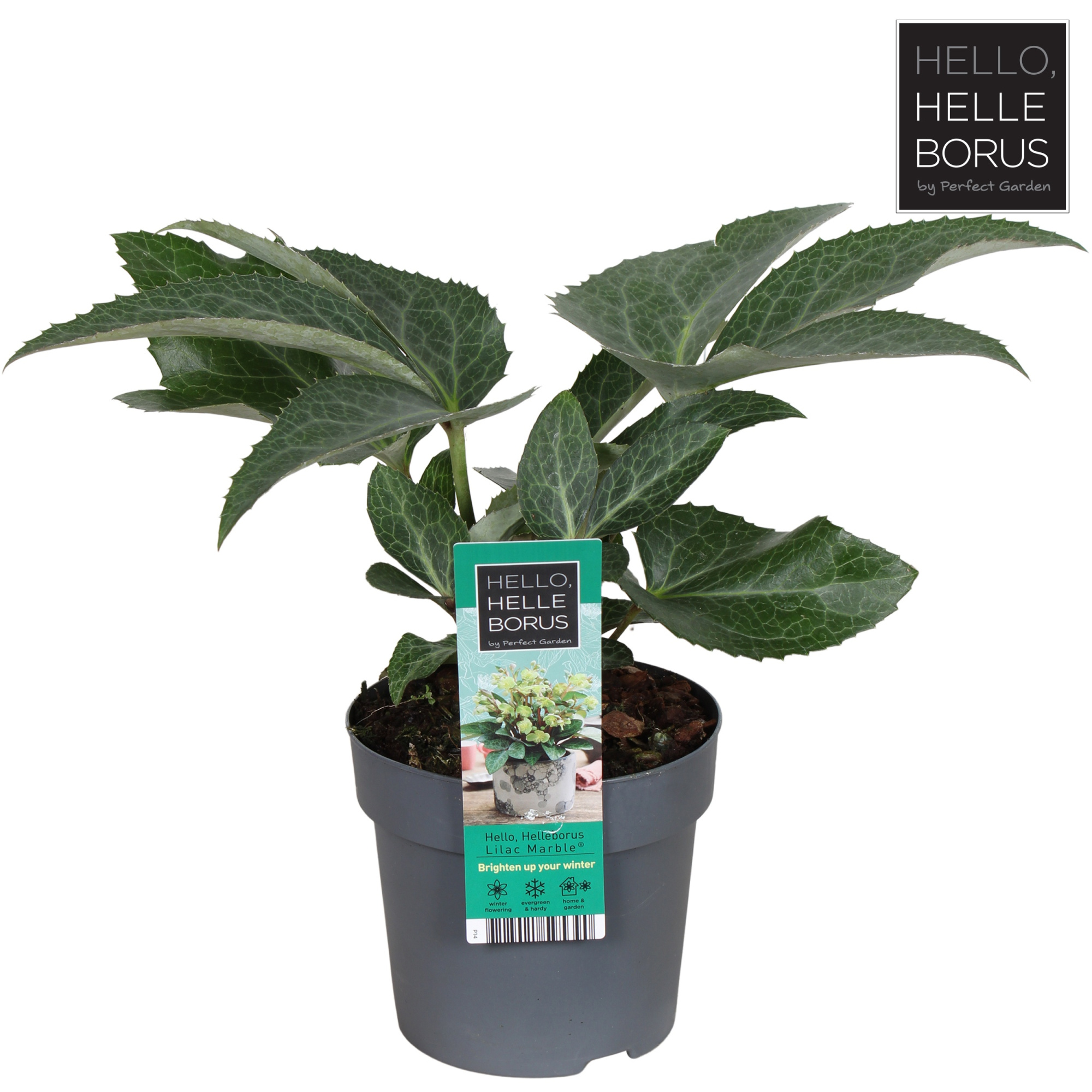 Helleborus lividus 'Lilac Marble' P14, D 14 cm