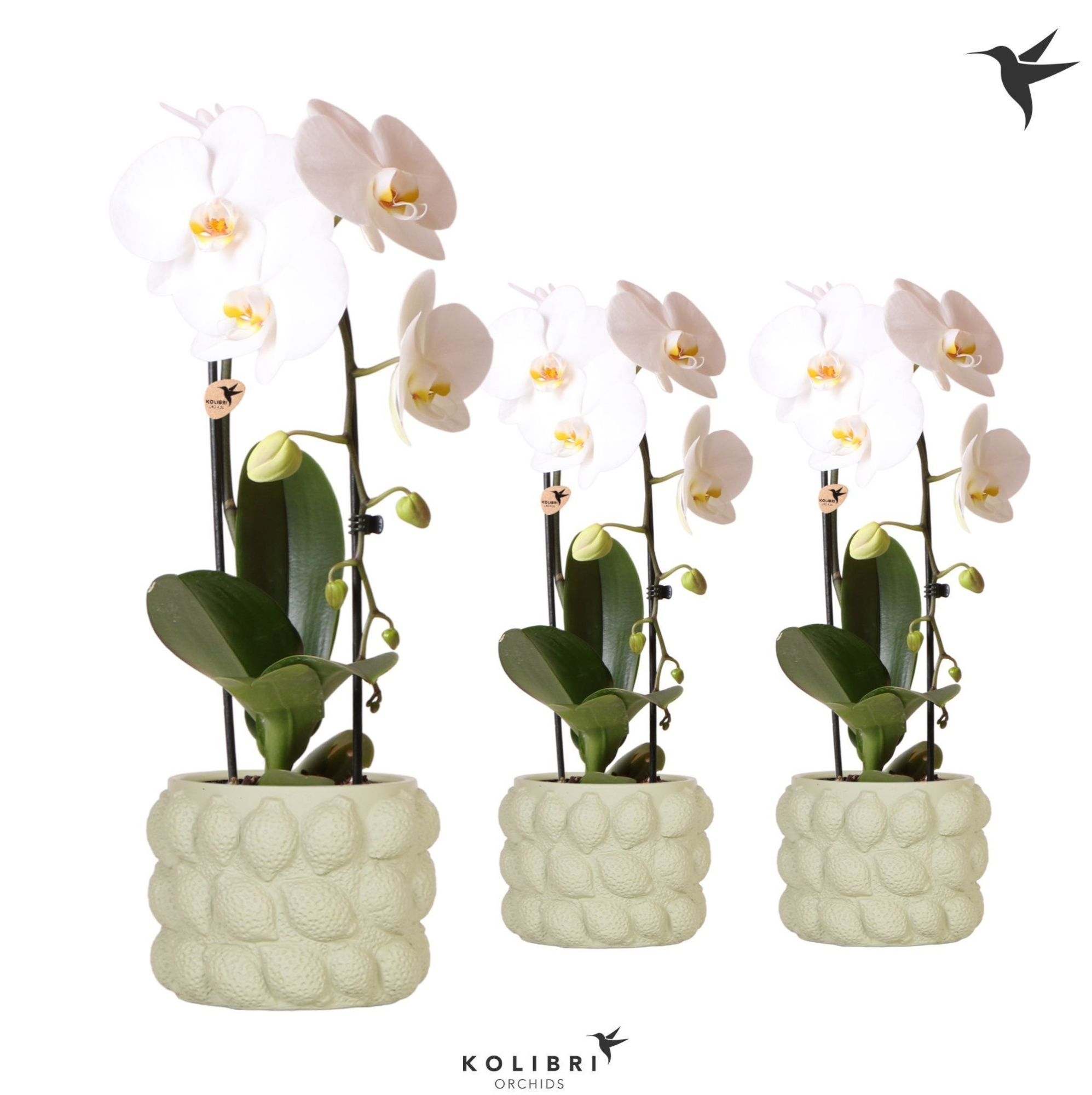 Kolibri Orchids Cascade Niagara Fall white 1 spike in Citrus pot green, D 12