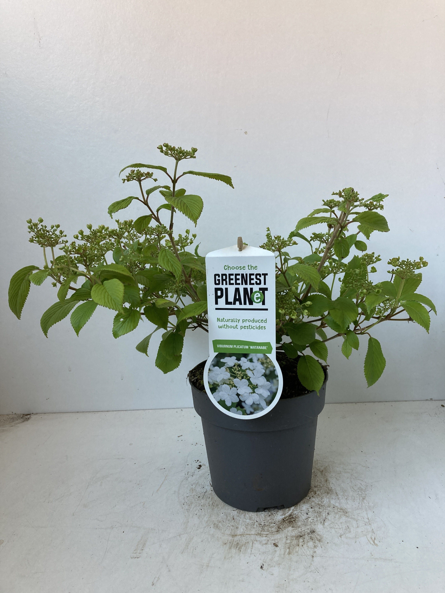 Viburnum plic. 'Watanabe', D 17 cm