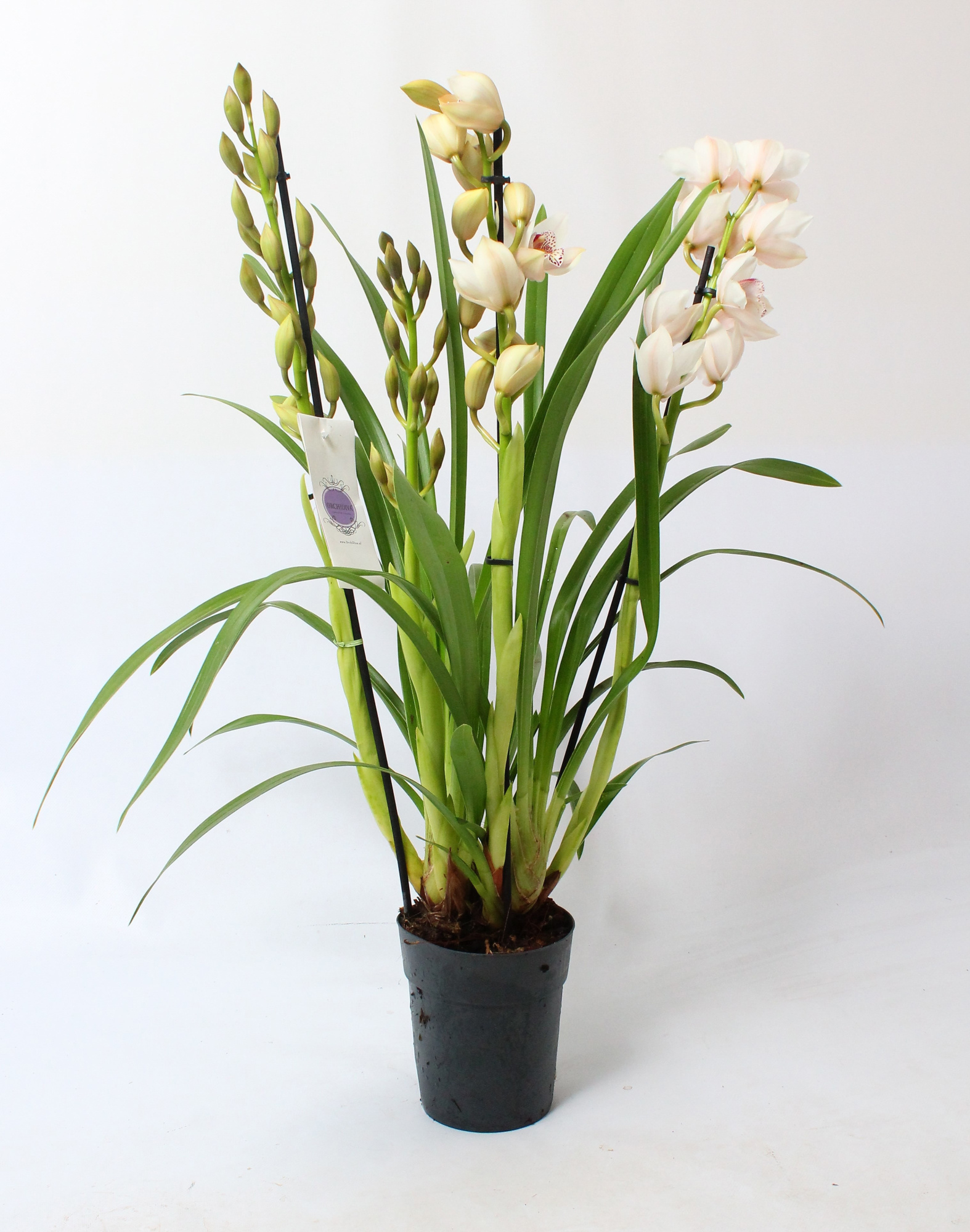 Cymbidium wit 4 tak, D 14 cm