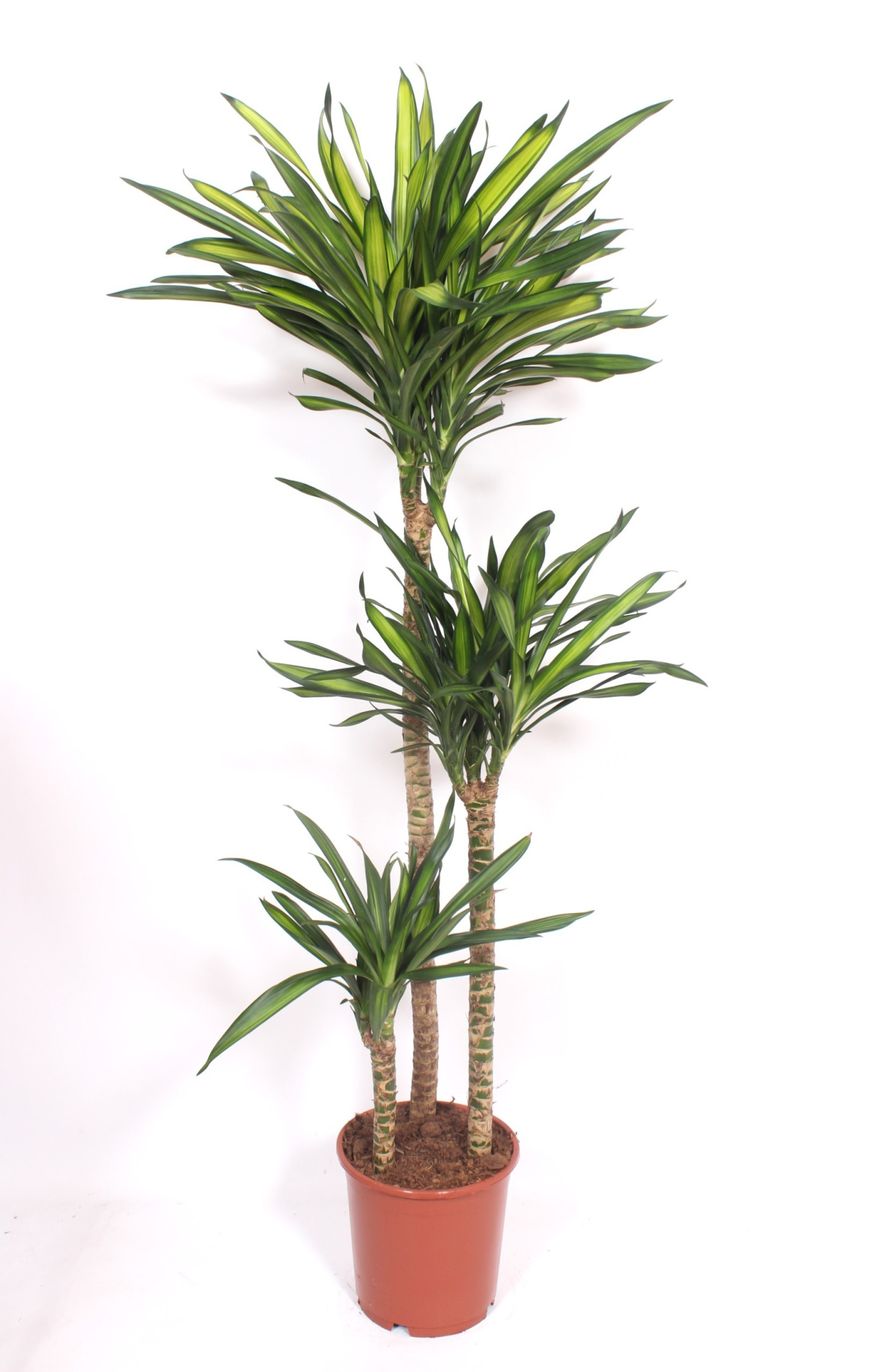 Dracaena Riki 90-60-30, D 24
