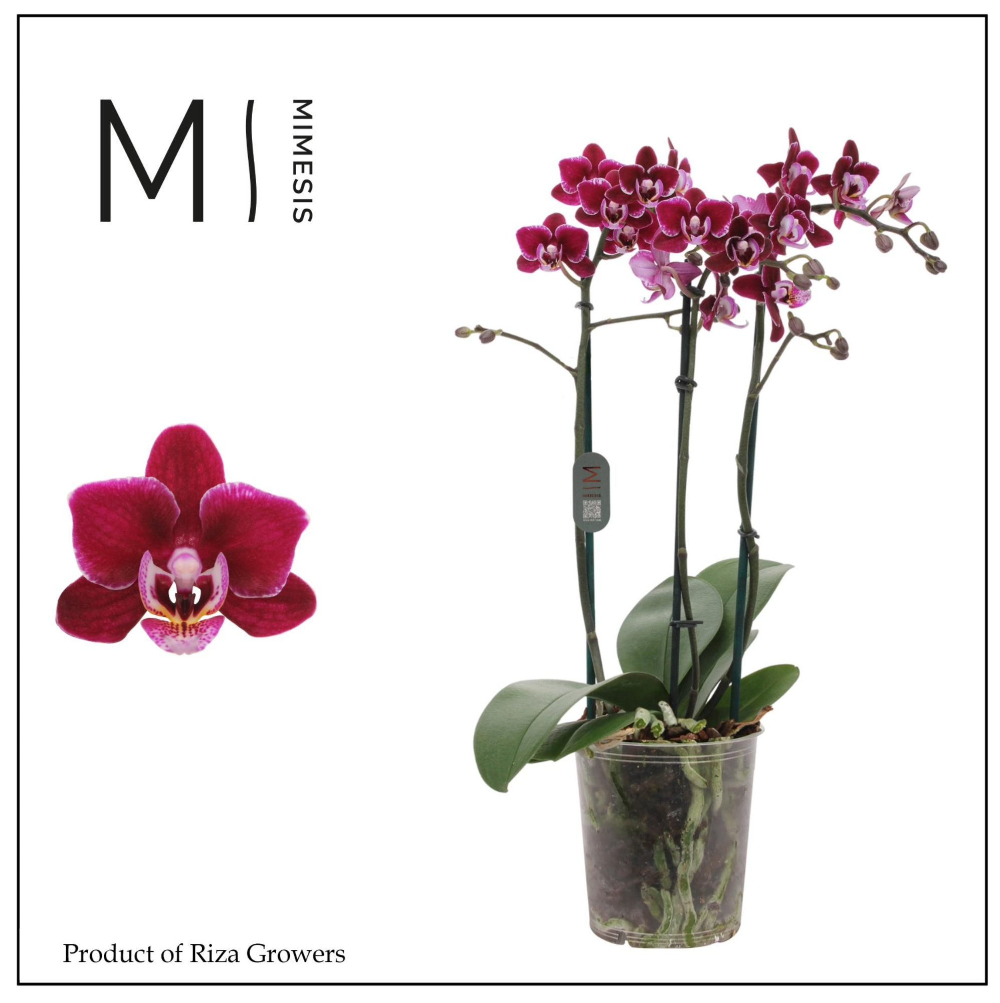 Phalaenopsis Cranberry Cha Cha 3 spike - 12cm | Mimesis, D 12 cm