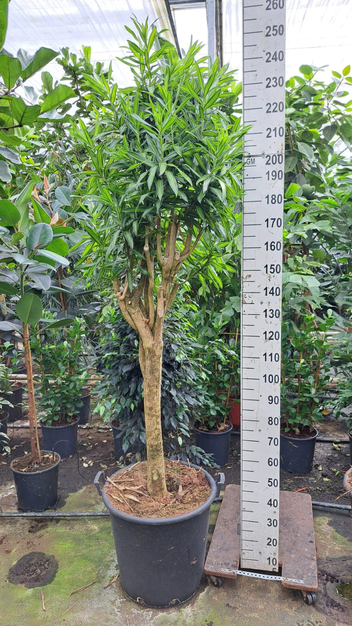 Dracaena Reflexa Song of jamaica stam 240, D 55