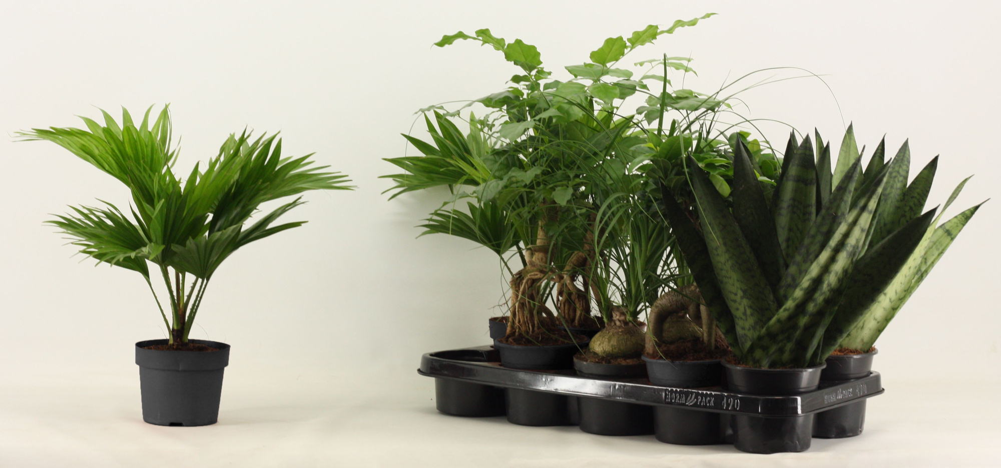 Groenmix 12 cm, D 12 cm