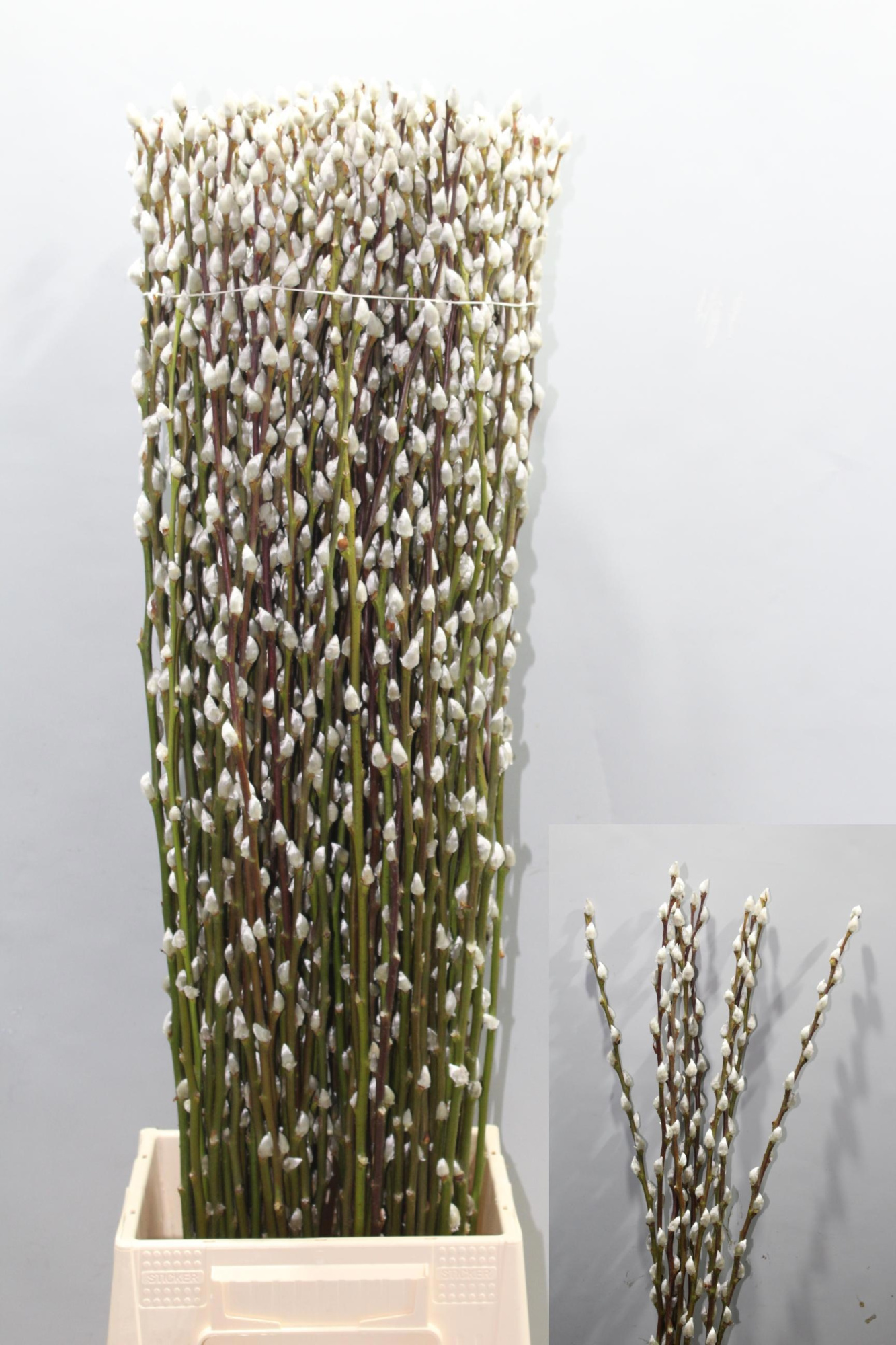 Саликс Сноу Флейк 90, шт.