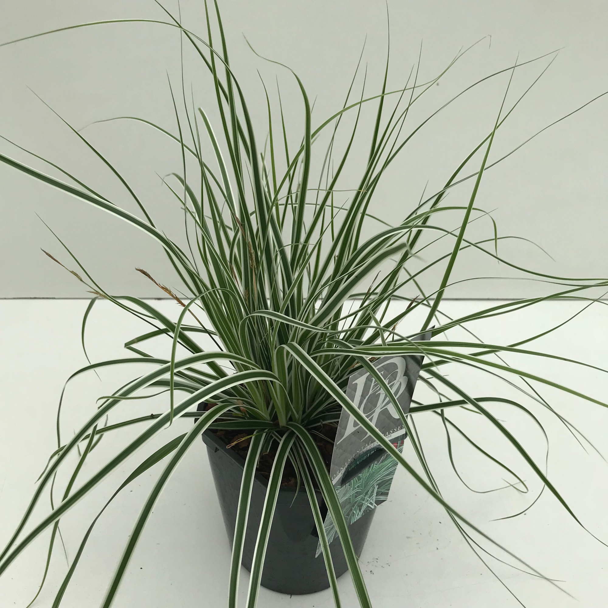 Carex 'Everest', D 17 cm