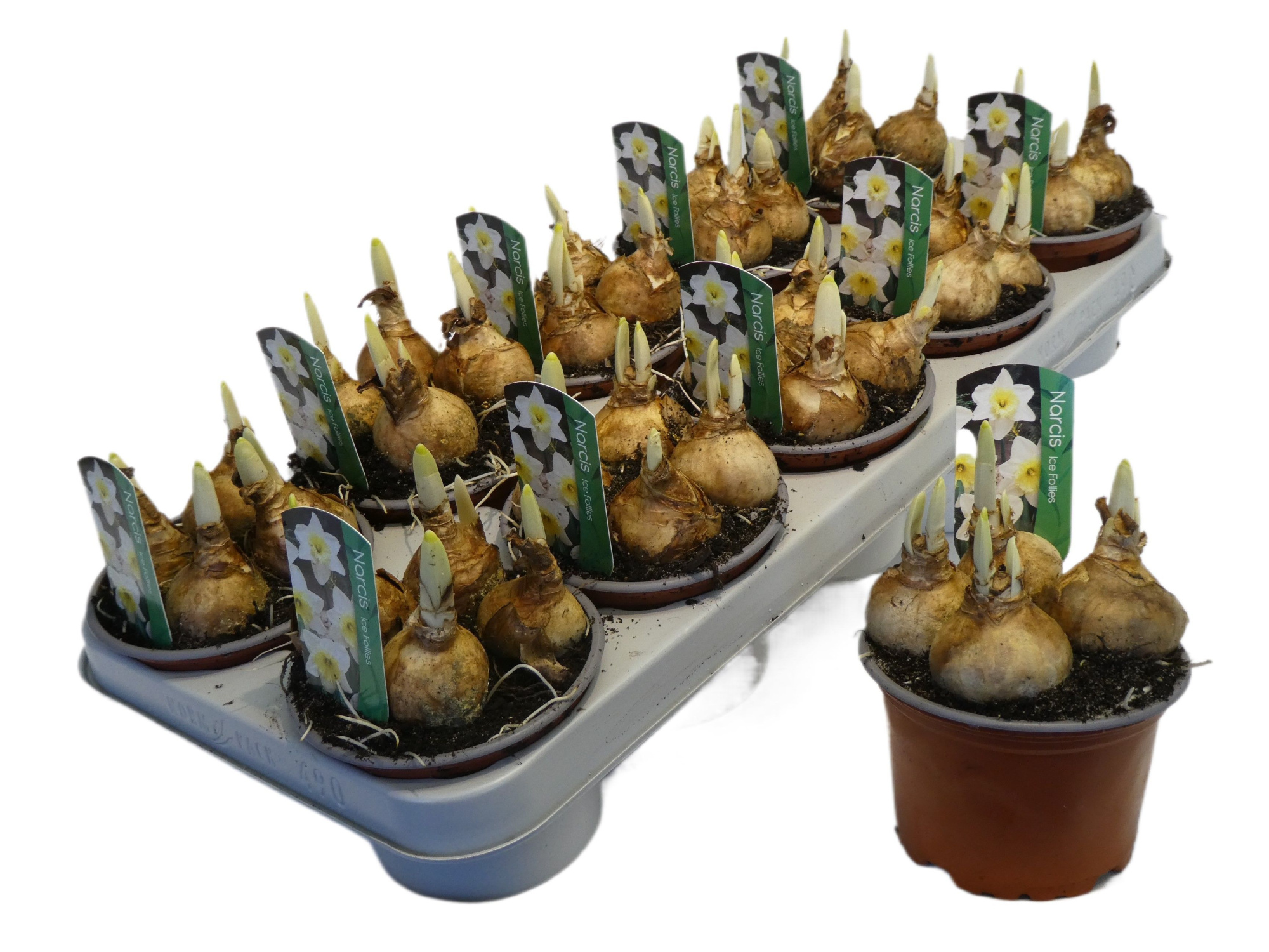 Narcissus Grootkronige Grp 'Ice Follies', D 12