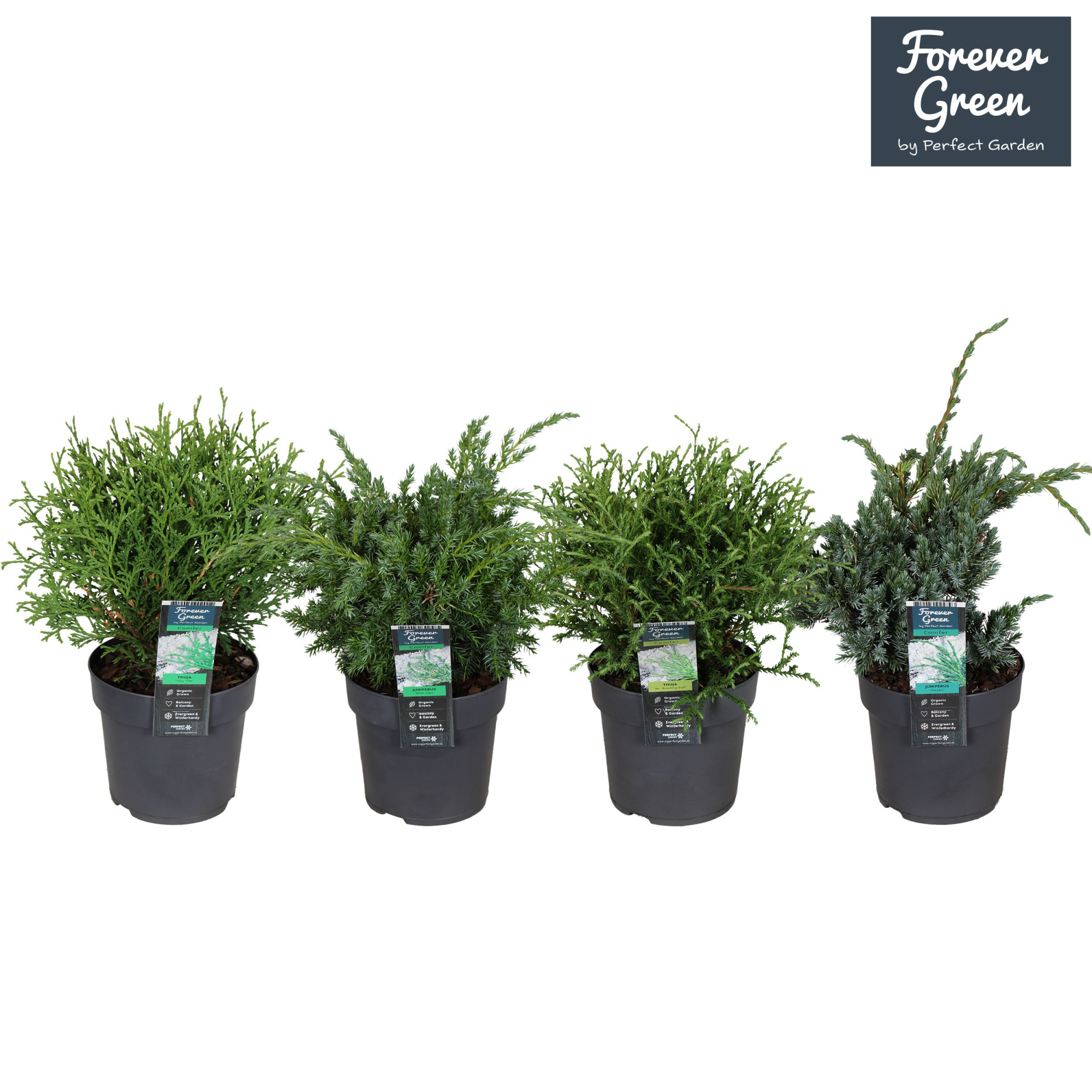 Coniferen mix laag P14, D 14