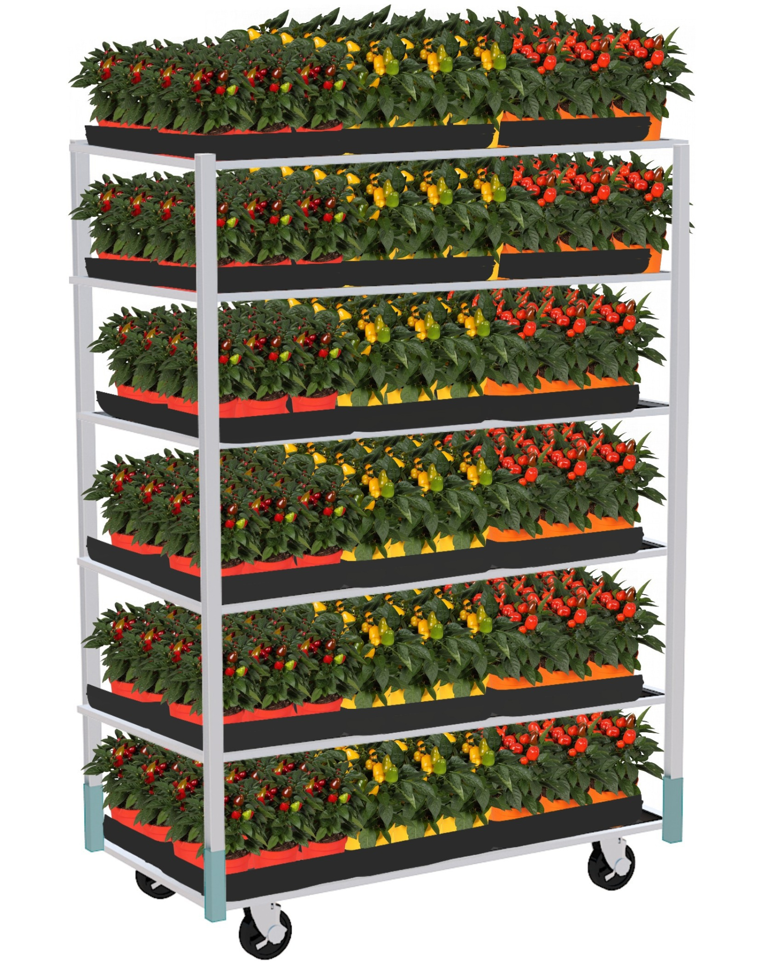 Capsicum Samba 3 kleuren per laag, D 12 cm