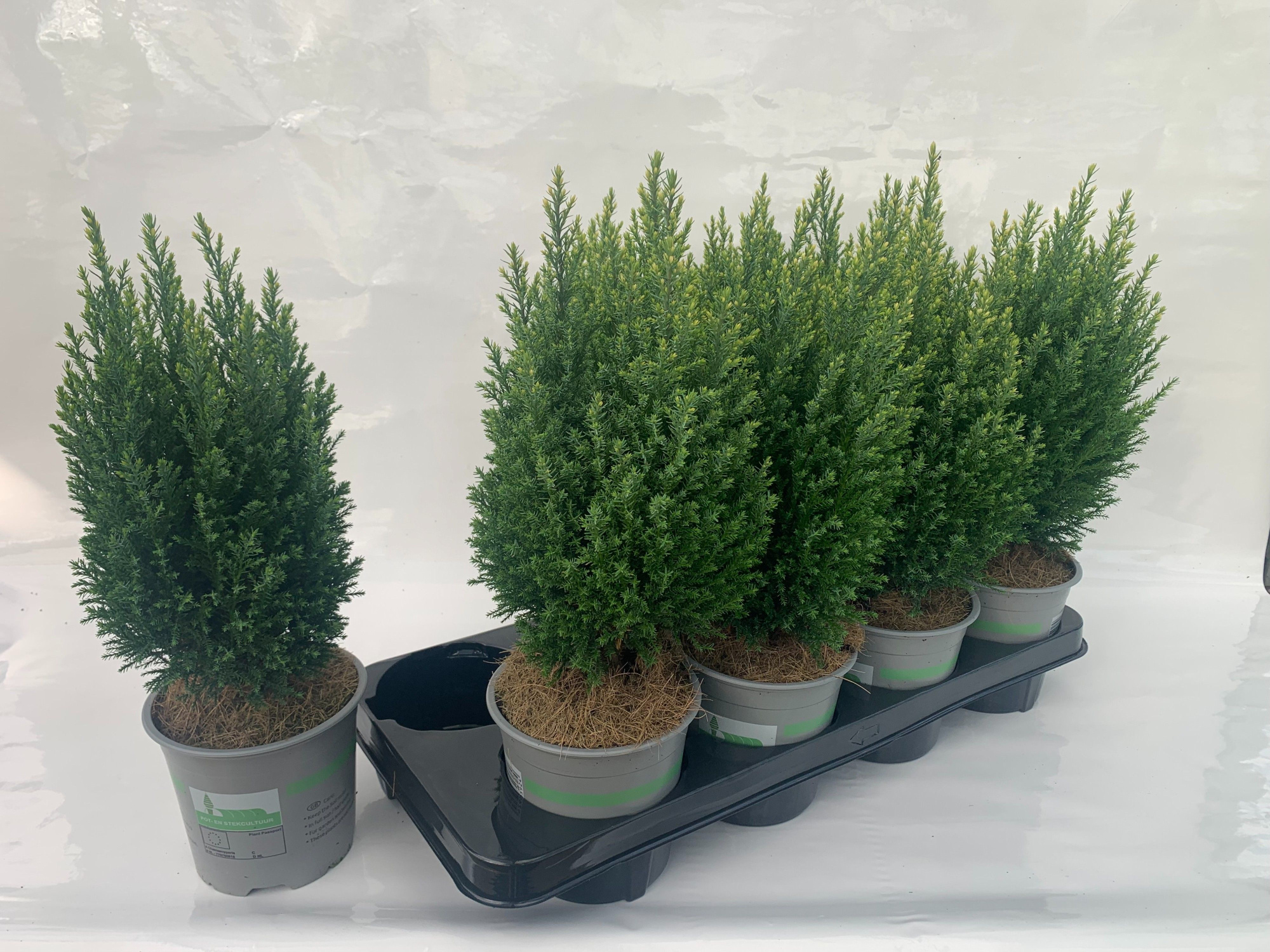 Cham. laws Snow White, D 13 cm