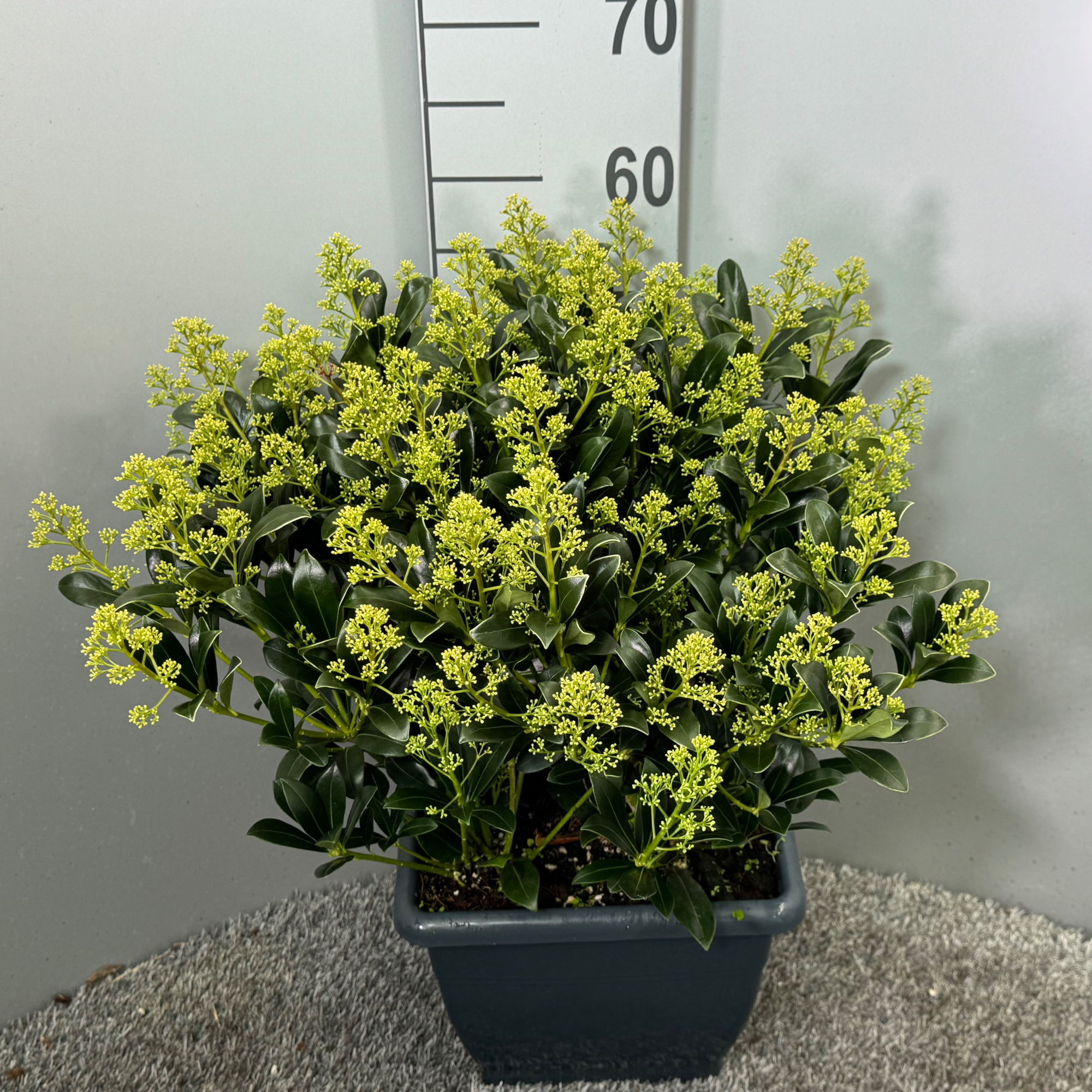 Skimmia japonica 'Snow White' 4kante pot, D 26 cm