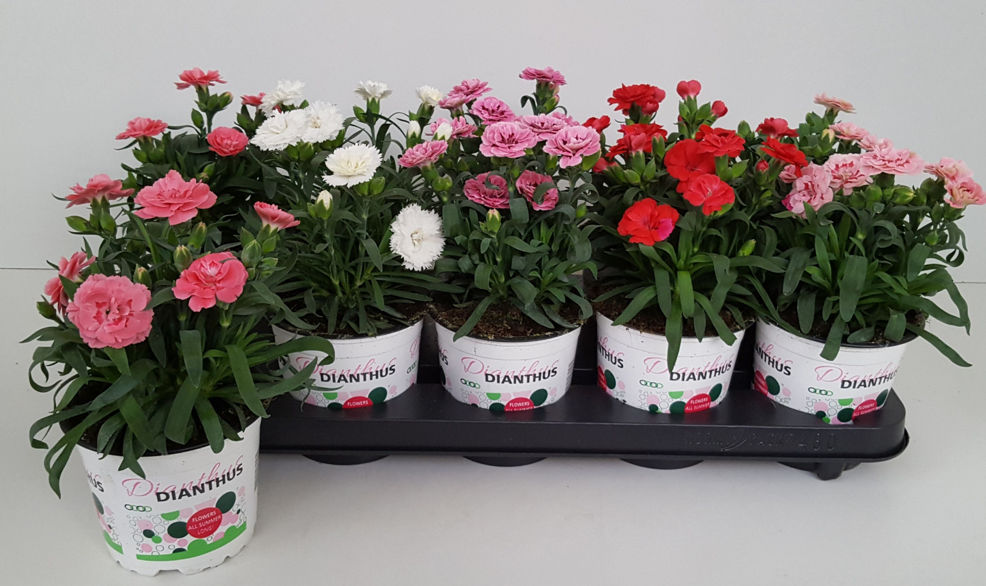 Dianthus Oscar gemengd, D 12 cm