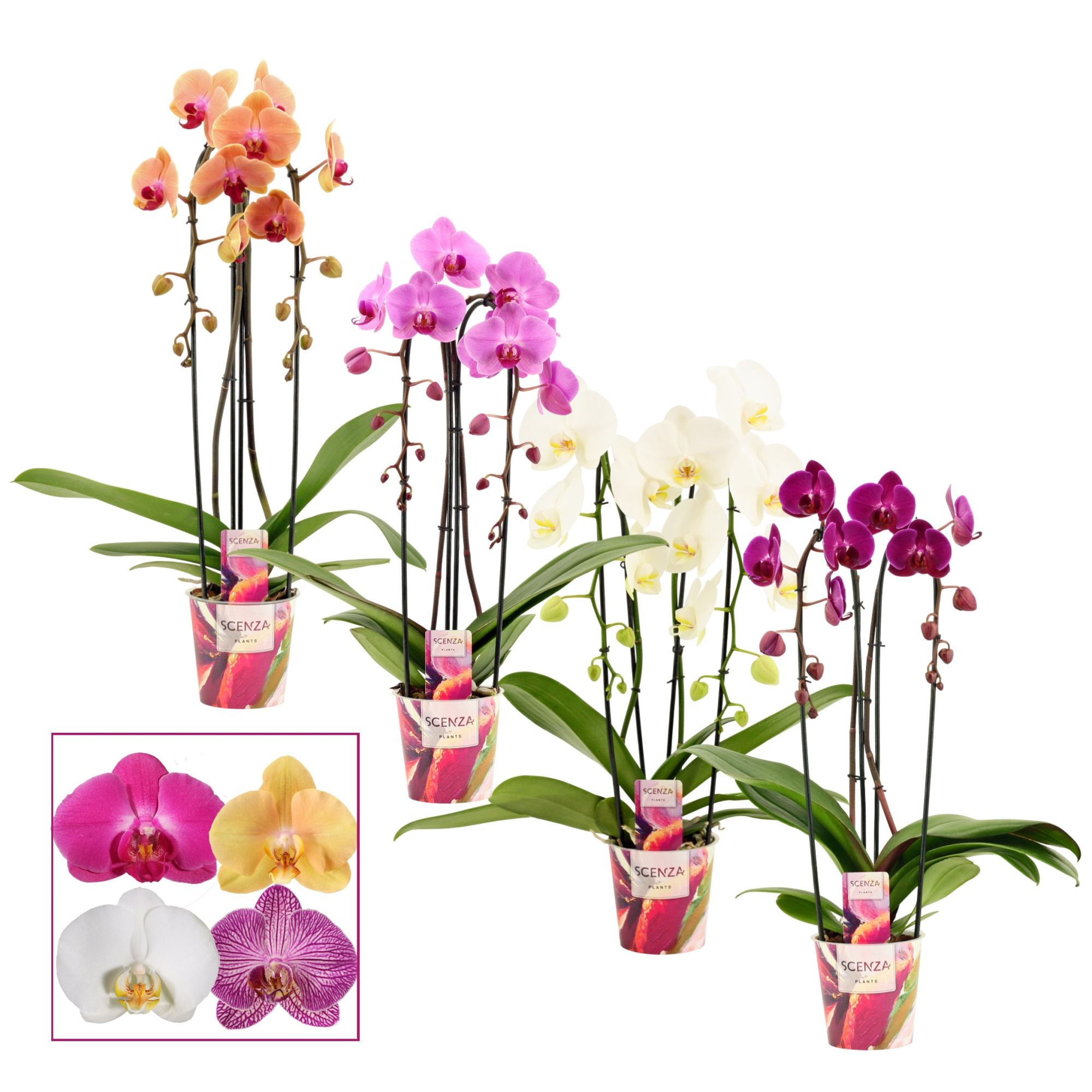 Phalaenopsis cascade 2 tak mix (Scenza), D 12 cm