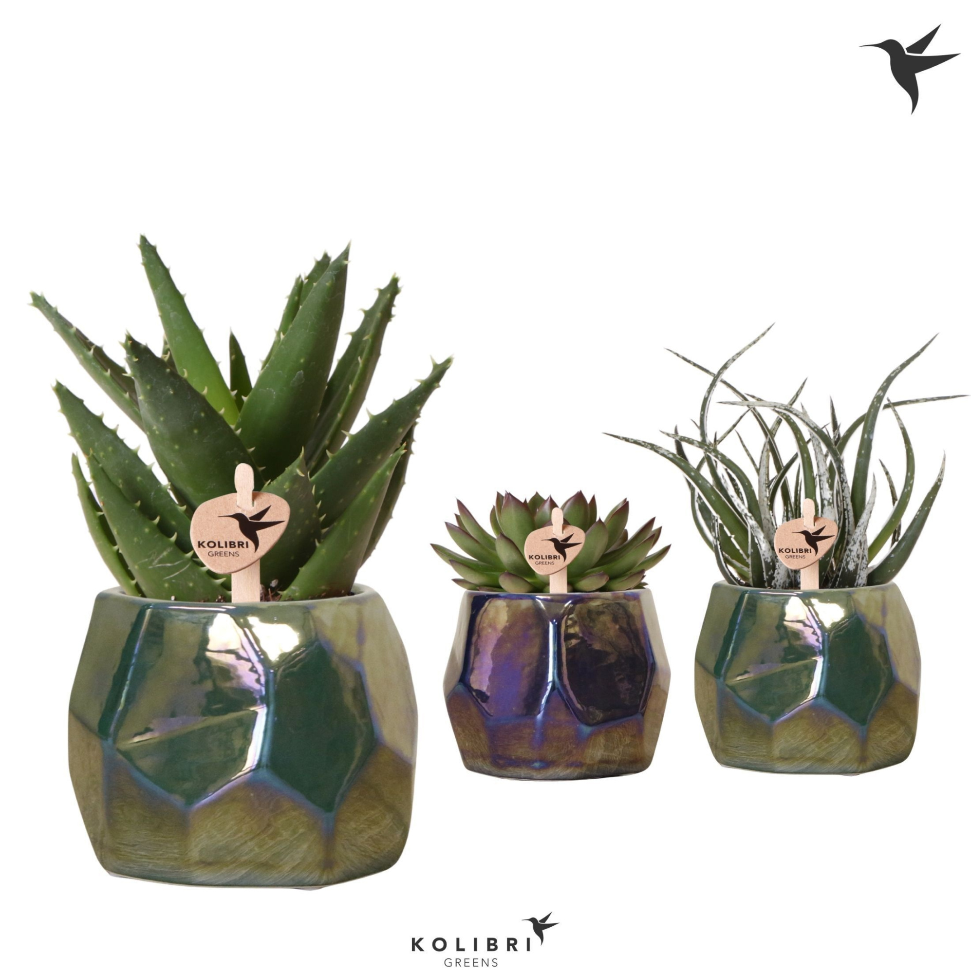Kolibri Greens Succulenten mix in Pearl pot blue green mix, D 9 cm