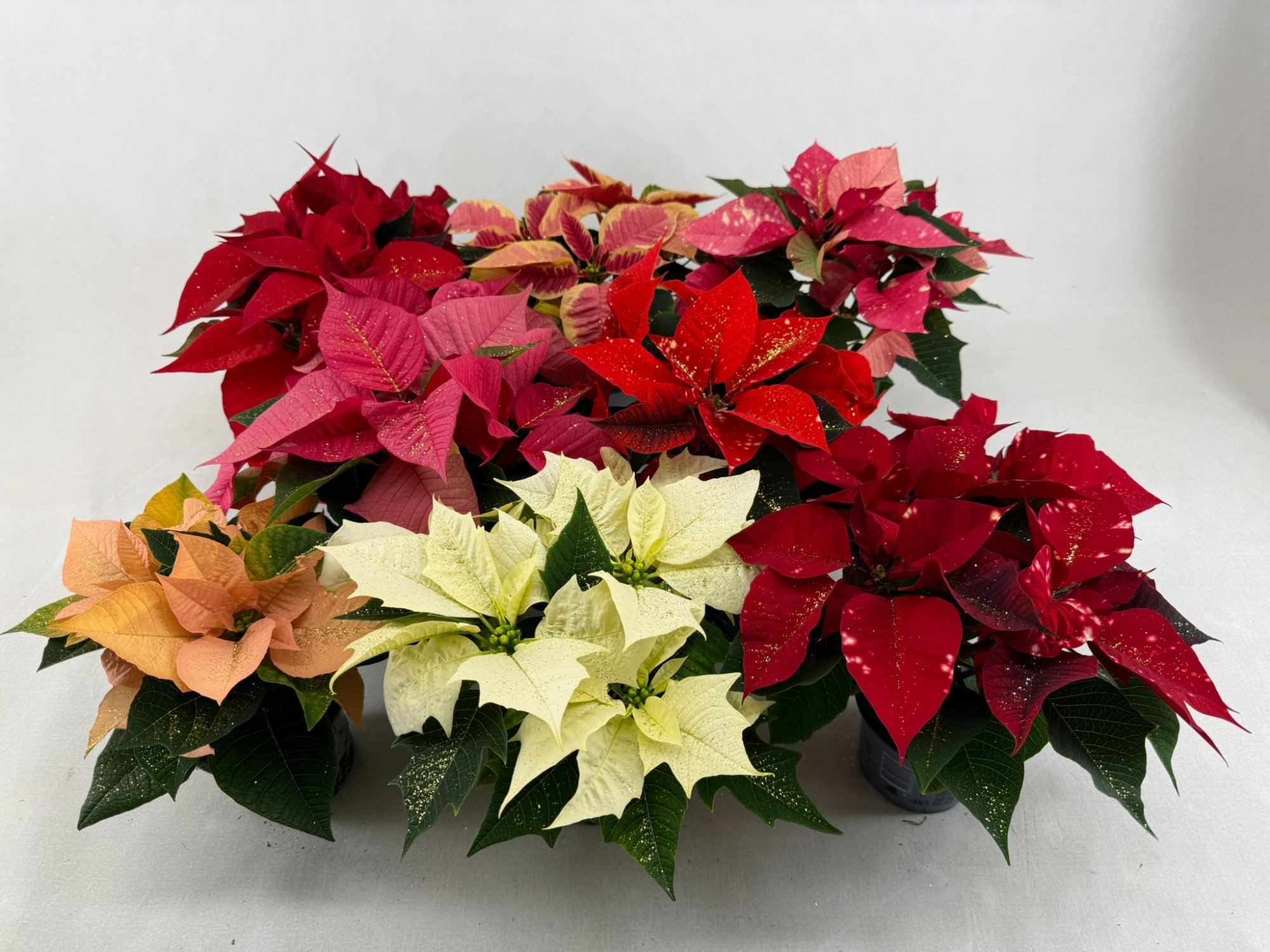 Poin Euphorbia Pulcherrima mixkar pot 10,5 cm minimaal 3 kleuren + goudglitter, D 10,5 cm