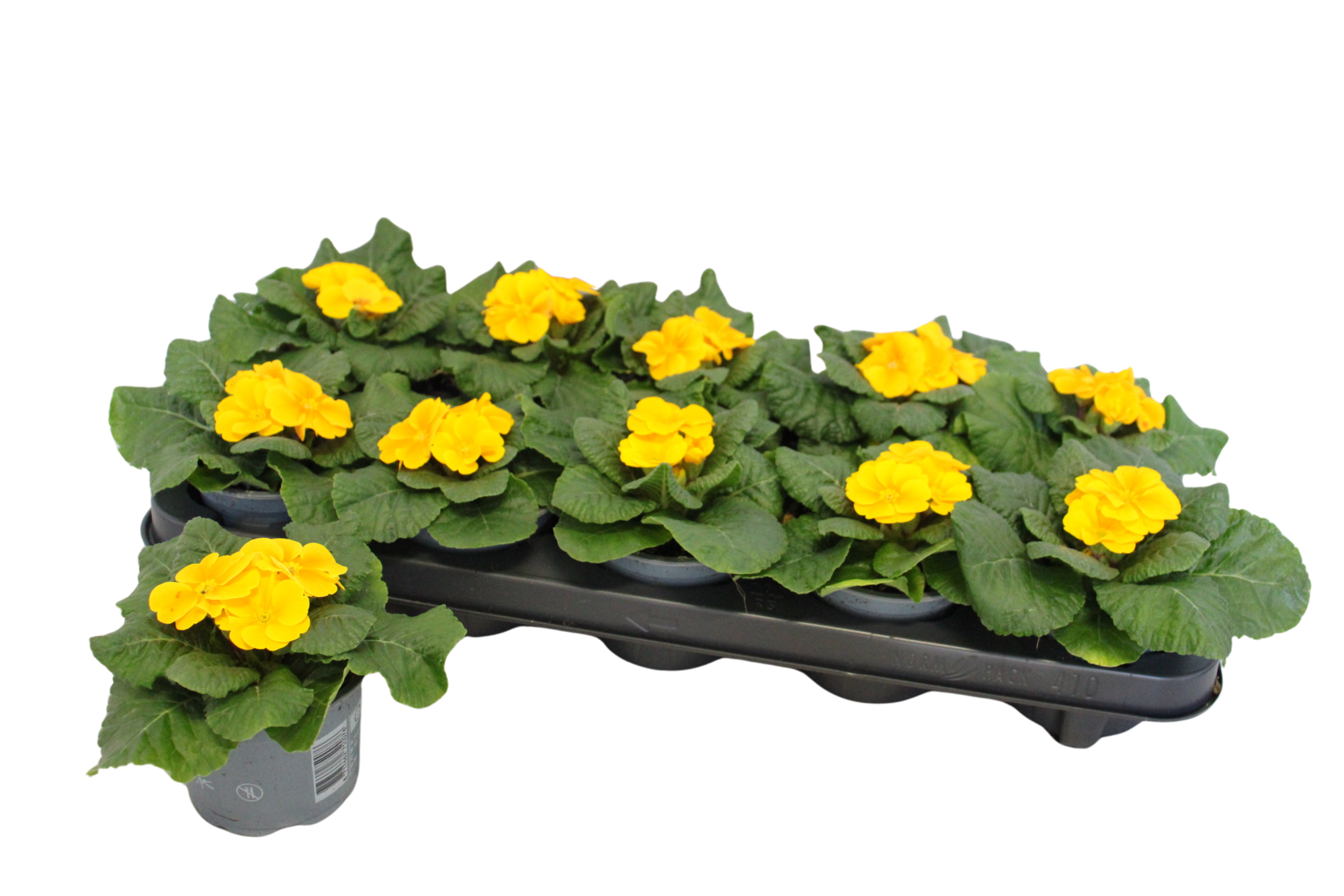 Primula acaulis Orange 10,5 cm, D 10