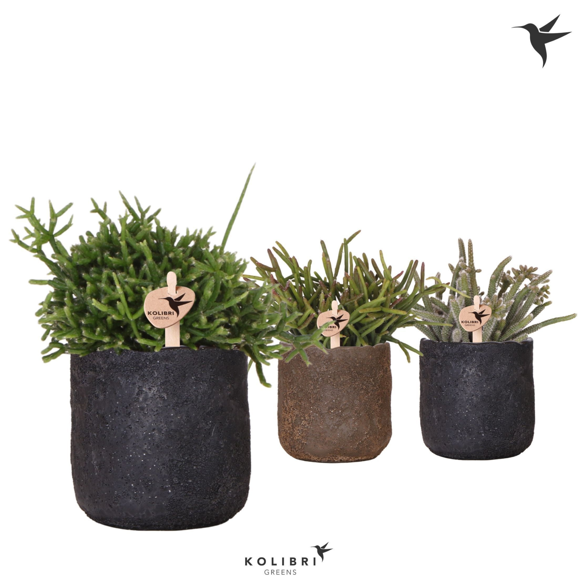 Kolibri Greens Rhipsalis mix in Moon pot mix, D 9 cm