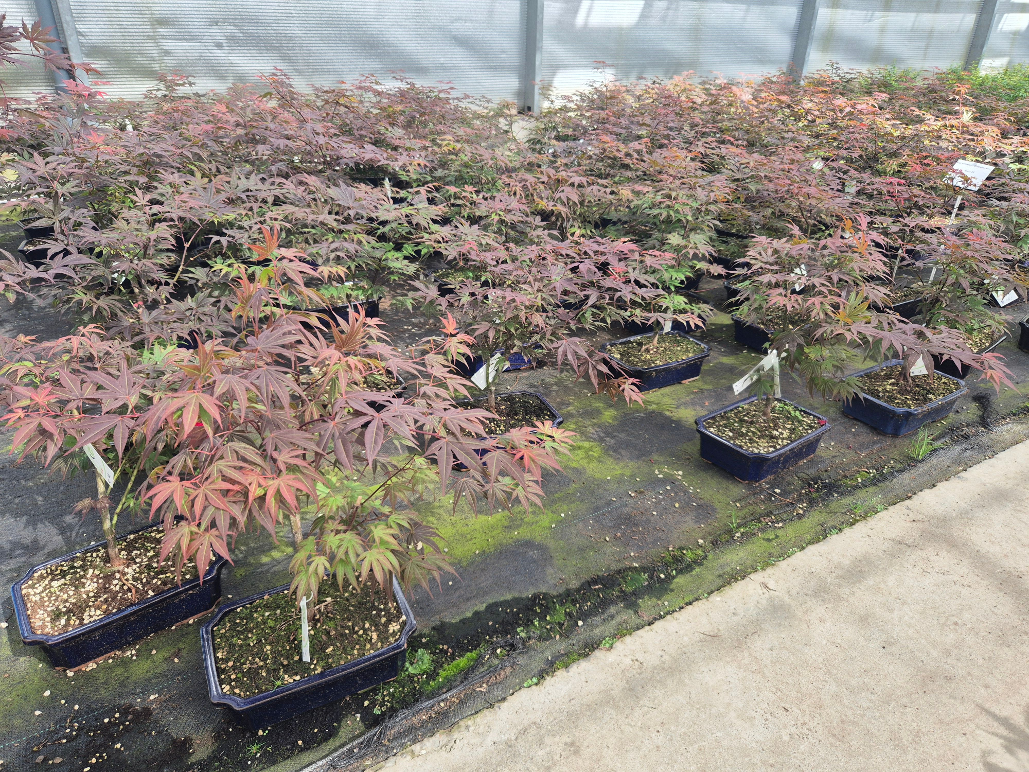 Acer palmatum "atropurpureum", pot 26cm., D 26