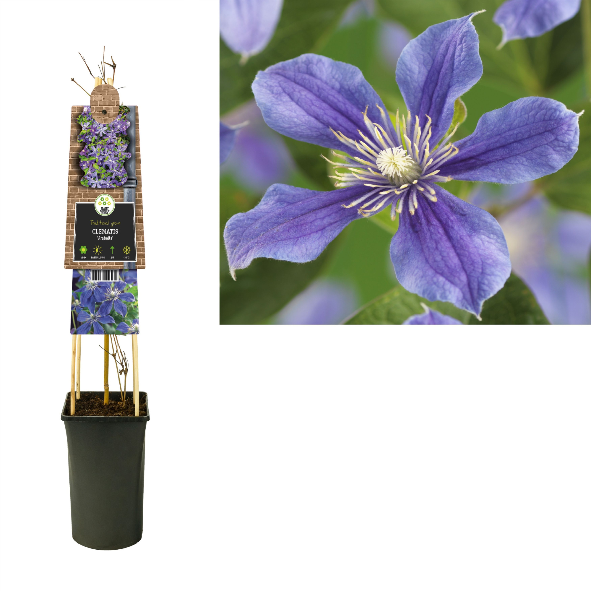 Clematis 'Arabella' +3.0 label, D 17 cm