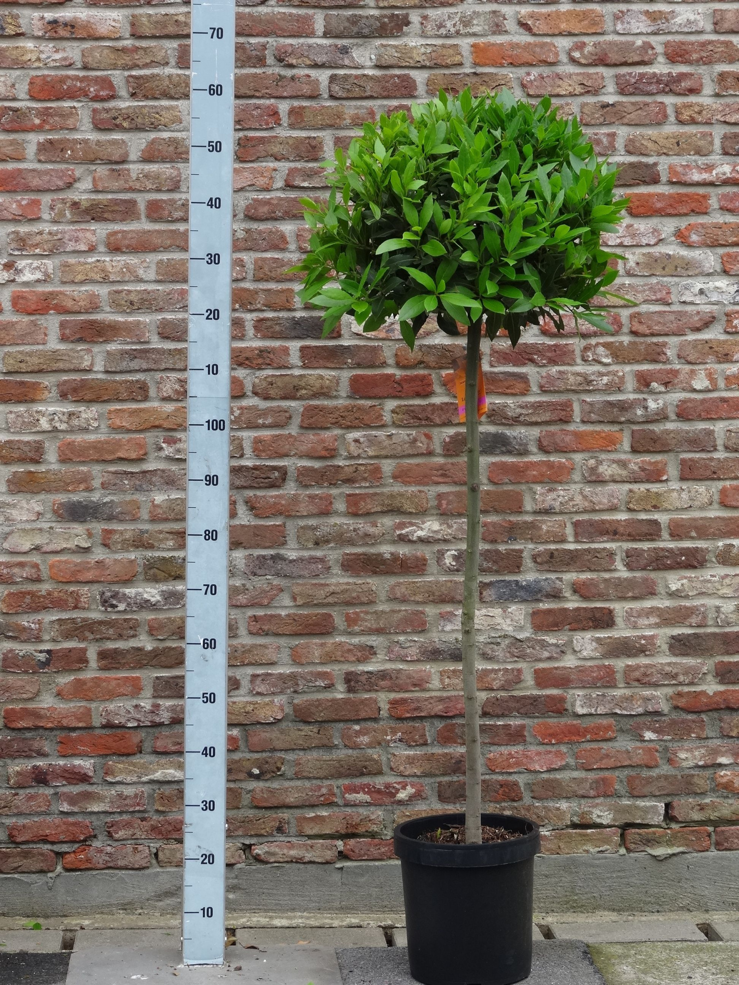 LAURUS NOBILIS BOL OP 4/4 STAM 45/50 P25, D 25 cm