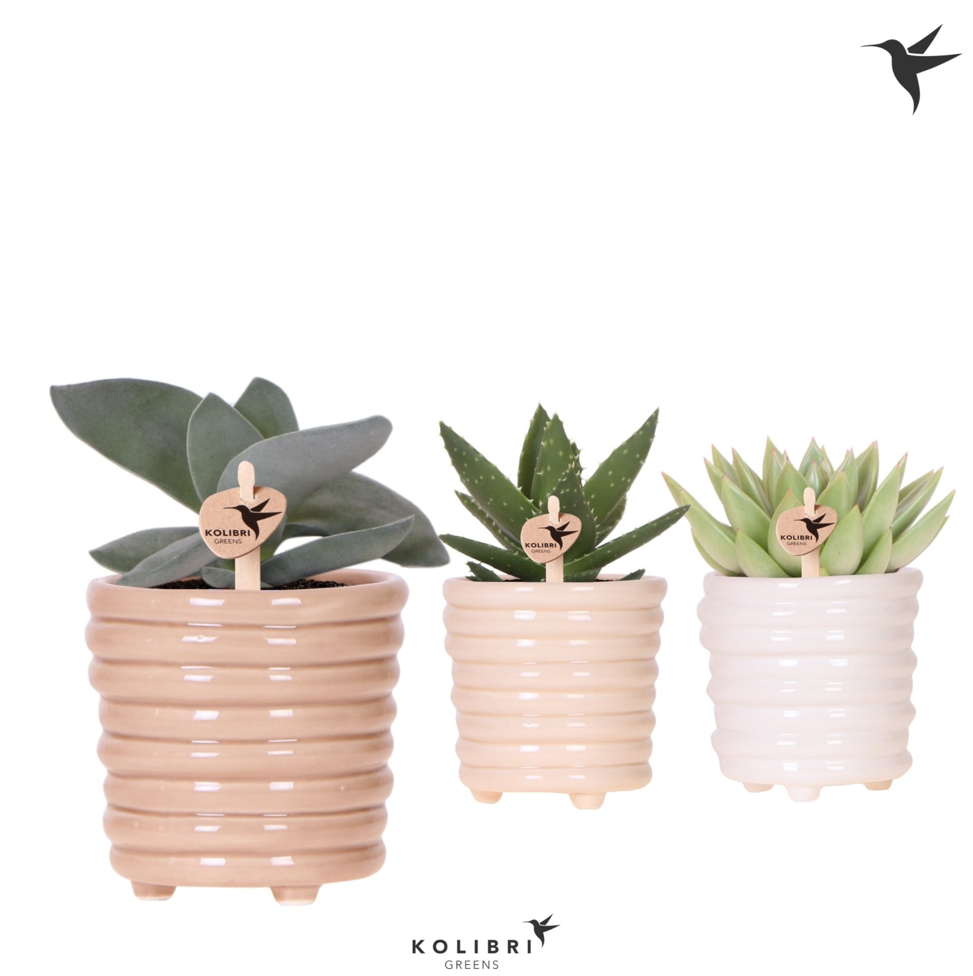 Kolibri Greens Succulenten mix in Ring pot mix, D 9 cm