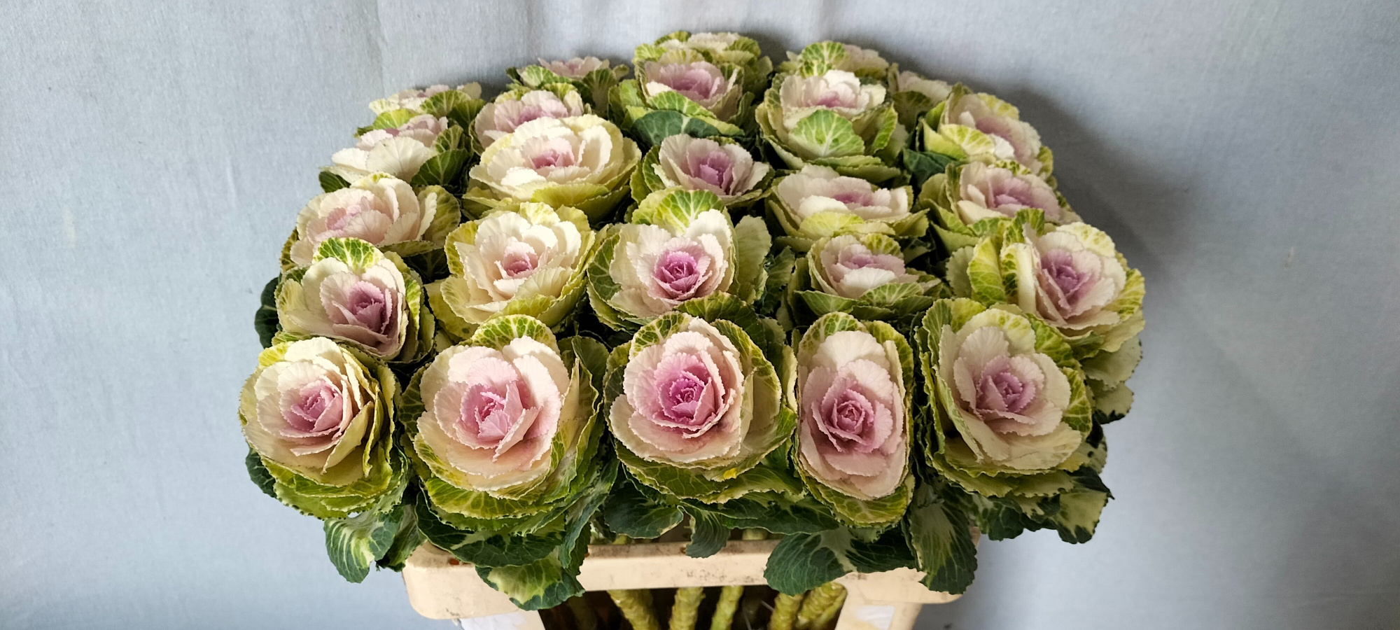 Брассика Эмпае Анна 60, шт.