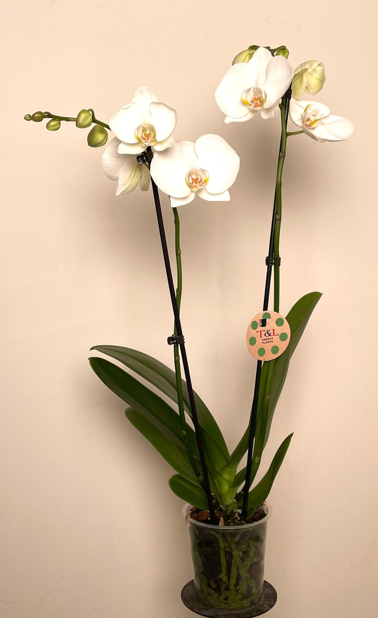 Amazing Grace 2 Tak, D 12