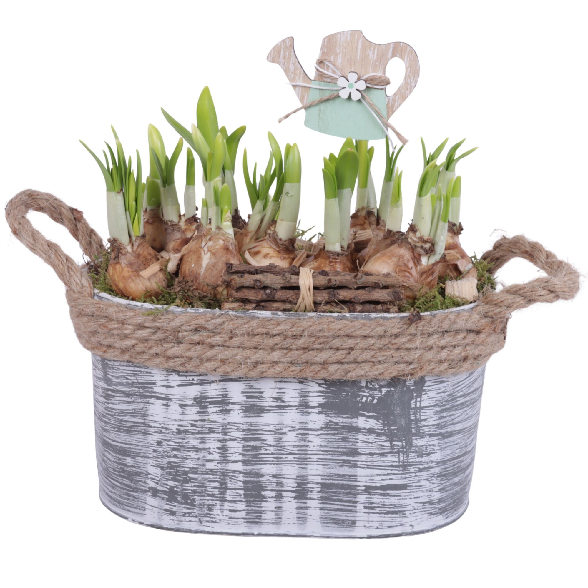 Bulbs Arr. Narcis Zinc Pot Oval Rope Ø23cm, D 23