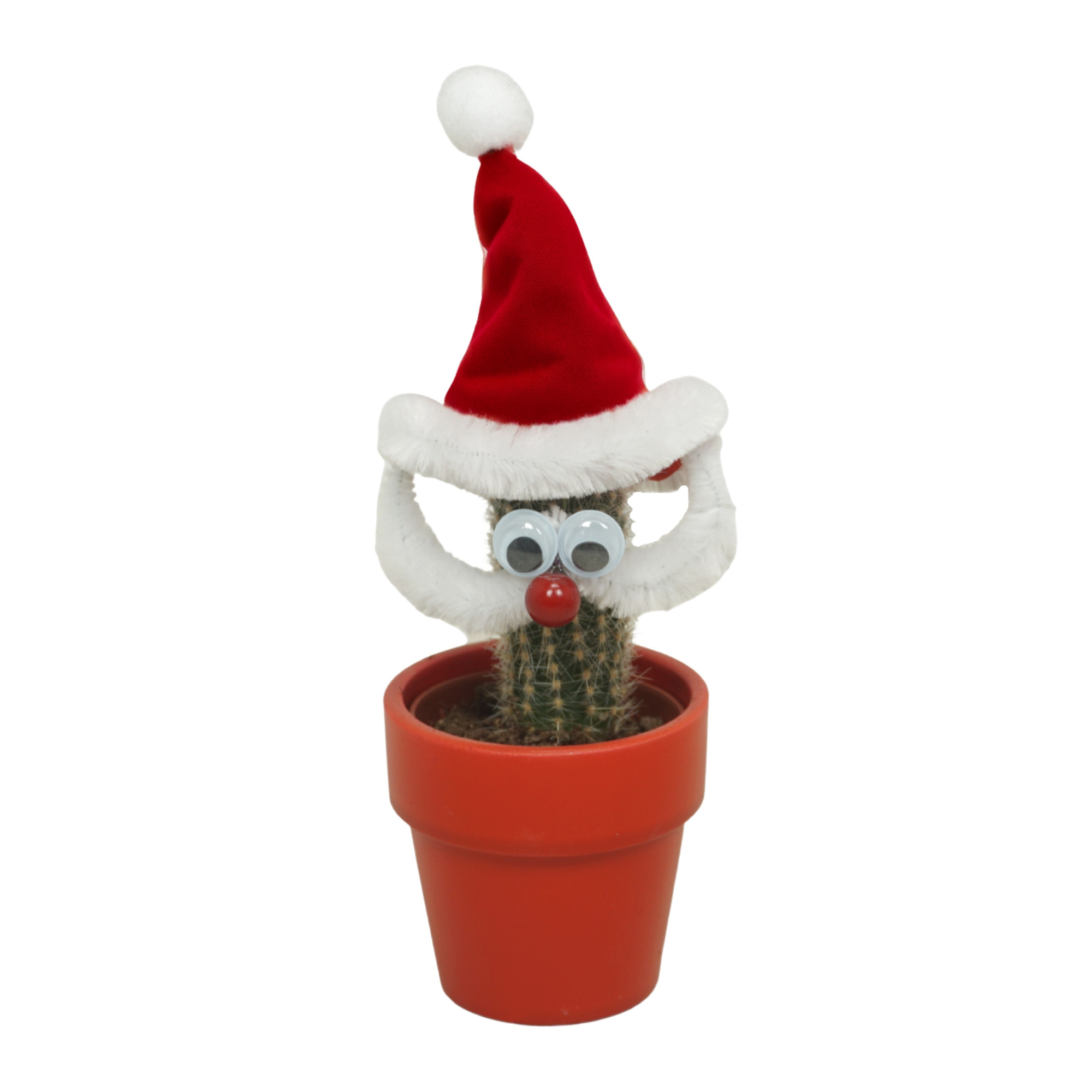 Kerstman cactus in 6 cm Rood Kraagpotje, D 5,5 cm
