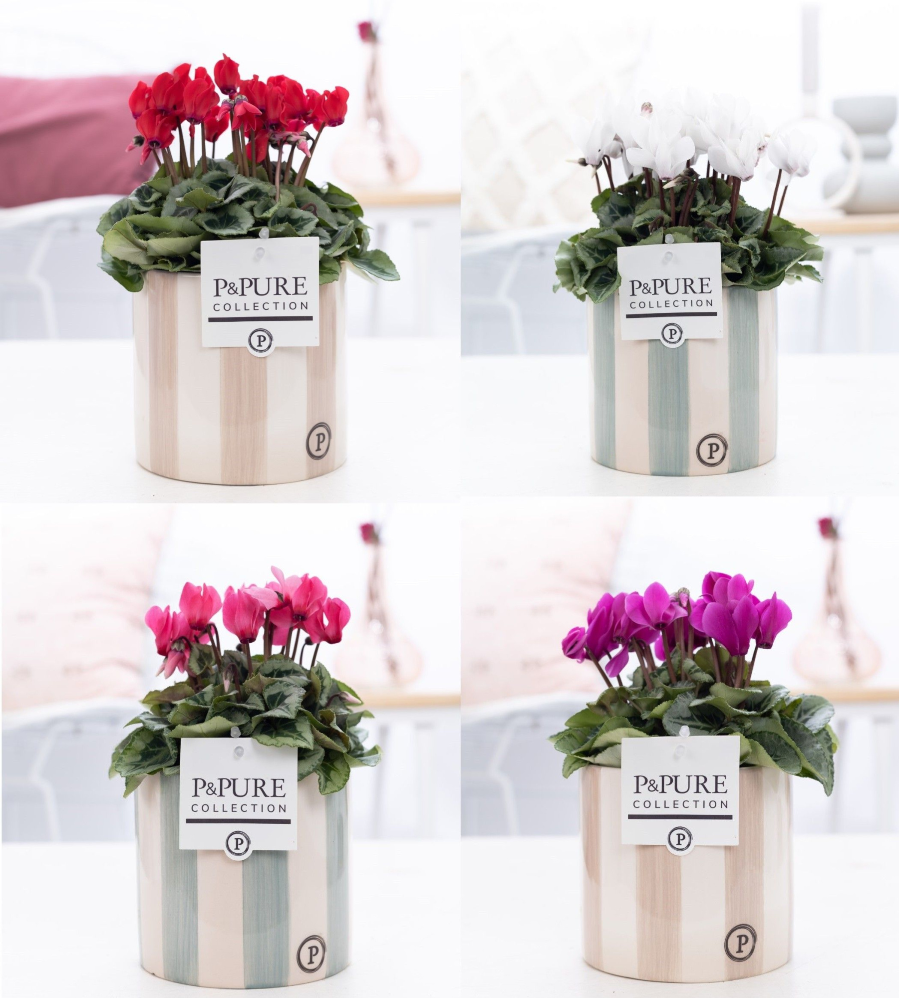 Cyclamen SS Picasso Mix Eline. PC, D 14 cm