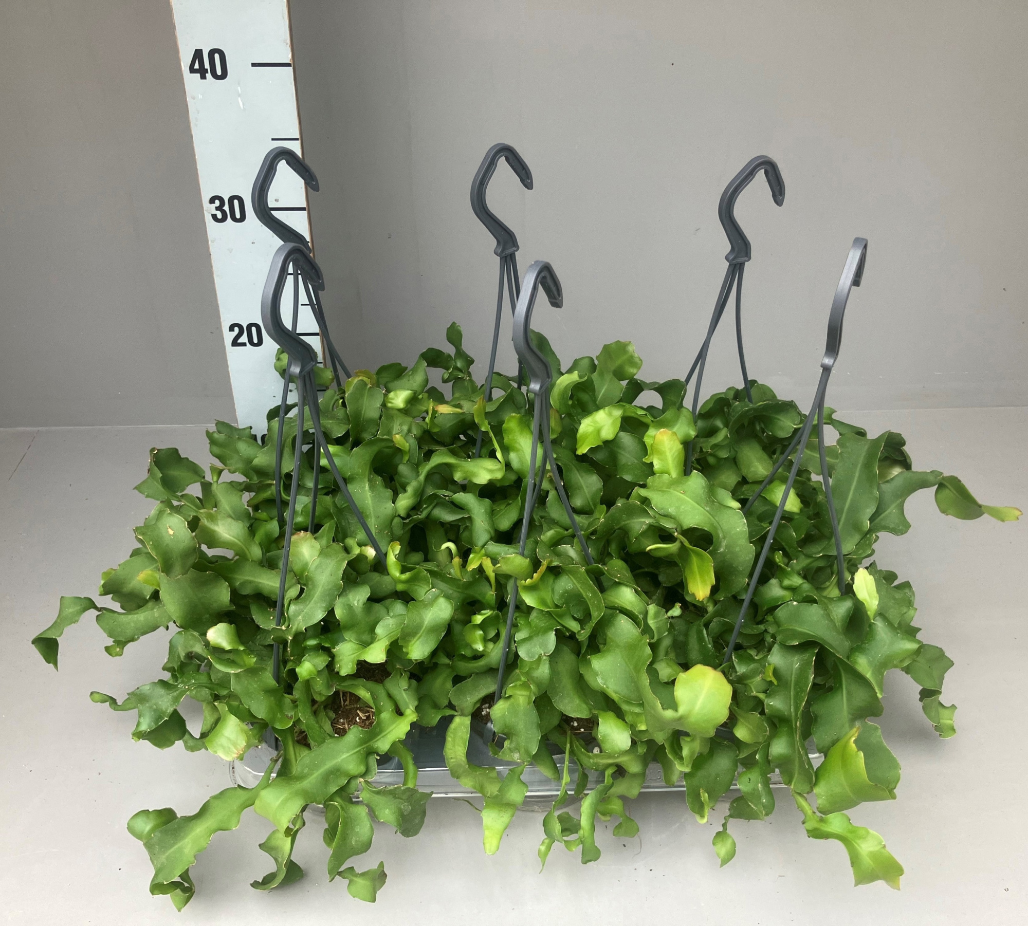 Epi. Guatemalense hangpot 12, D 12 cm