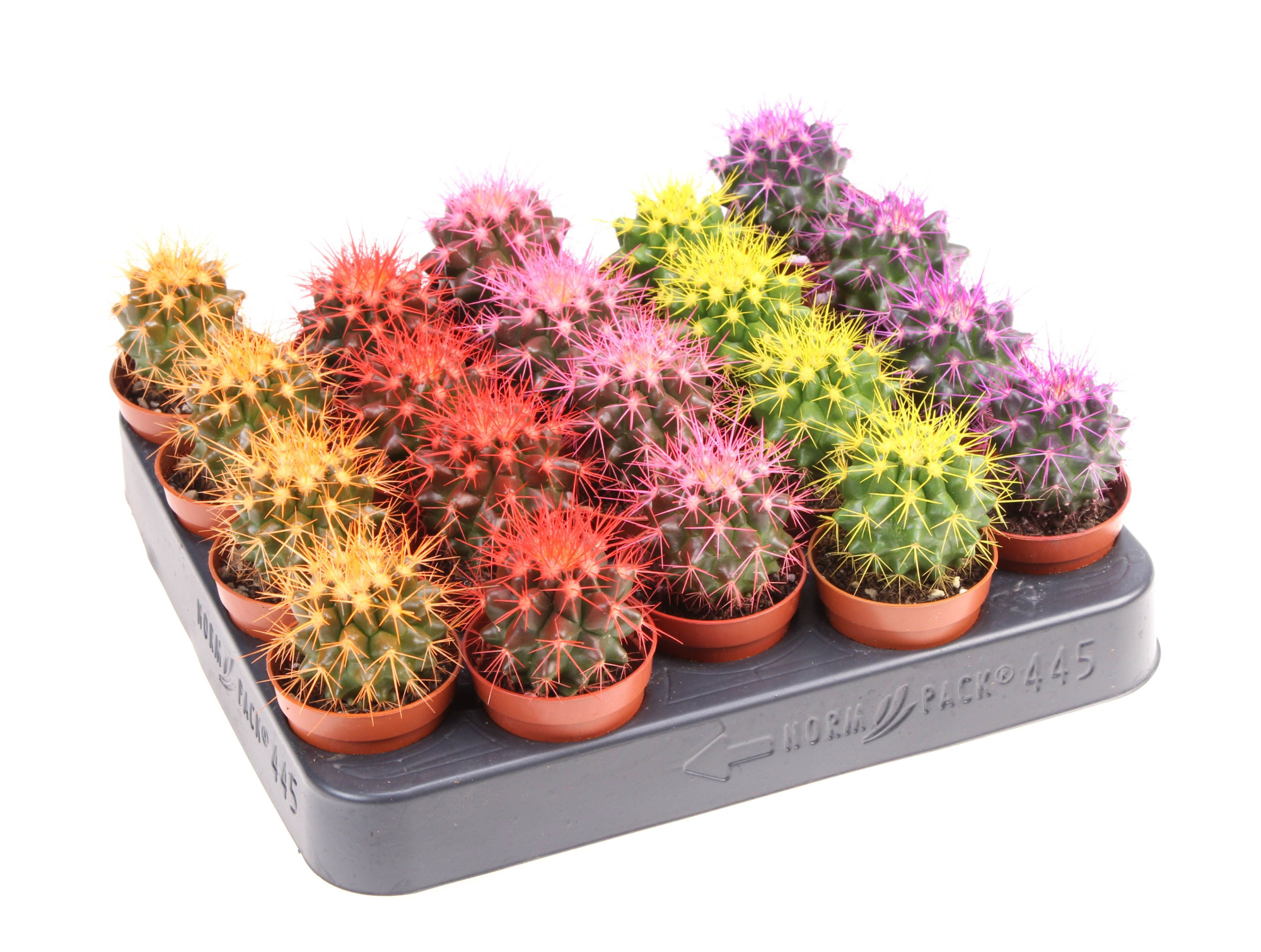 Grusonii rainbow mix, D 5,5 cm