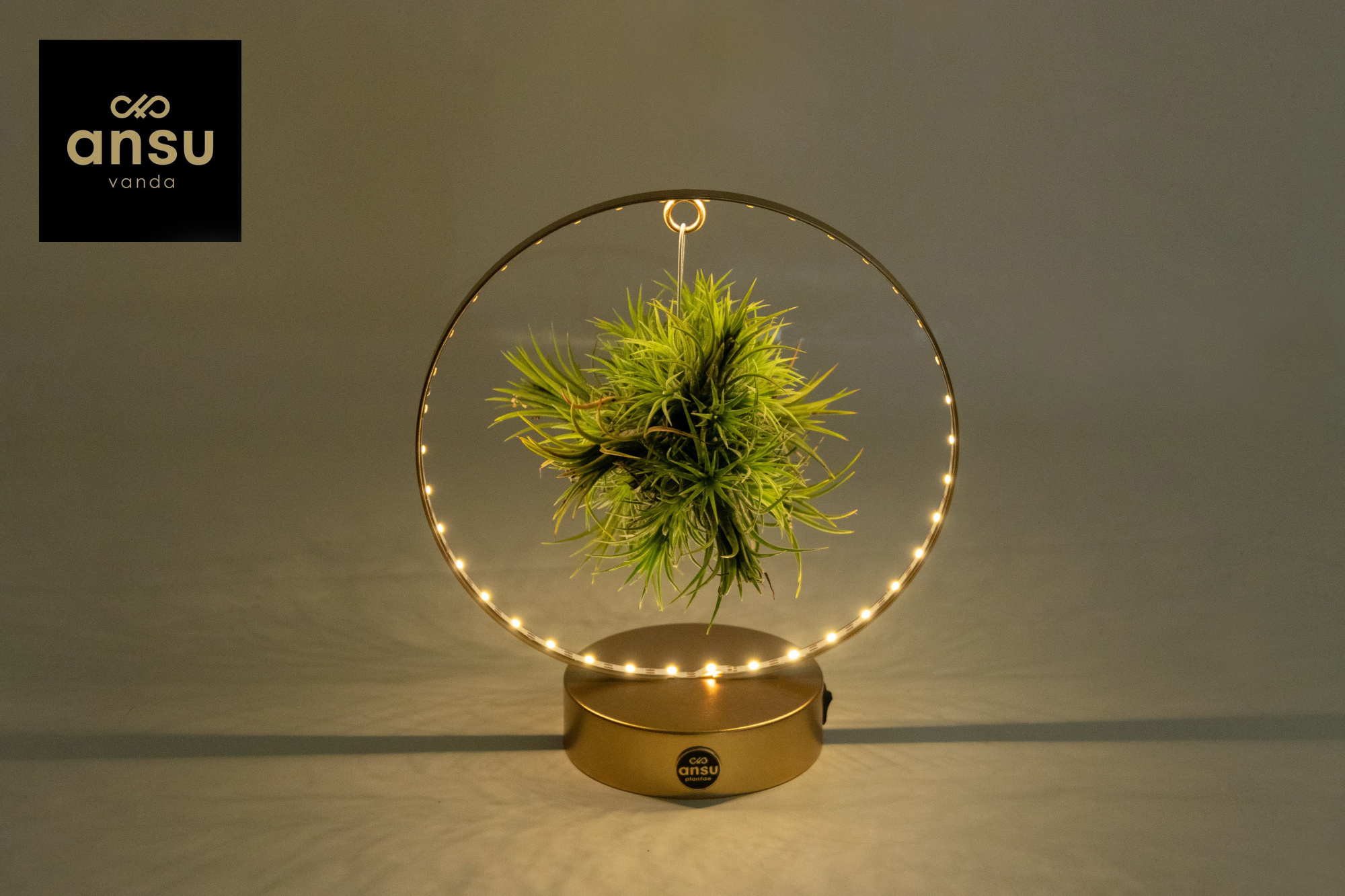 Tillandsia Christmas Edition - GOUD, D 11