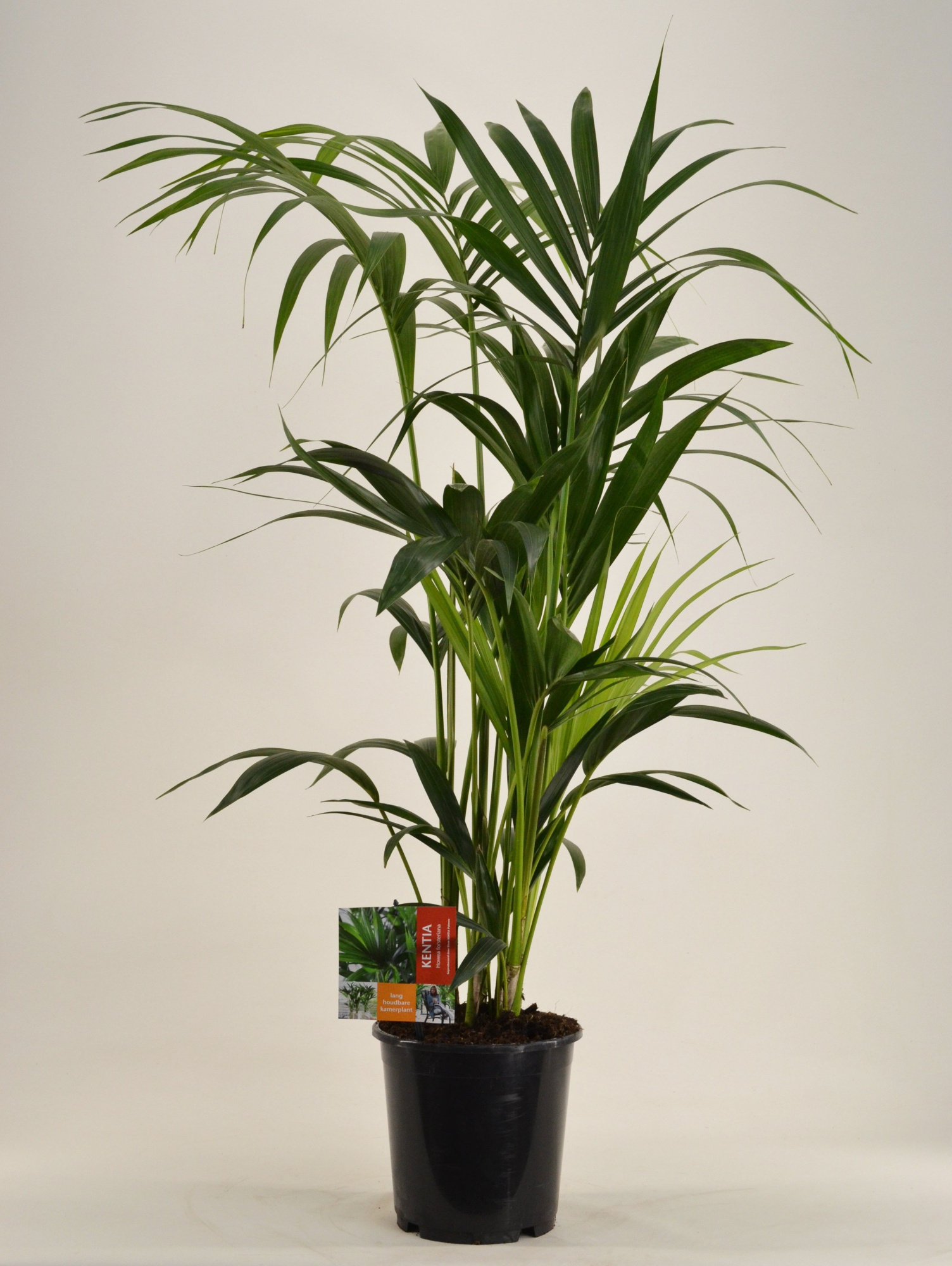 KENTIA - P21 H120 - 6PP (Howea forsteriana), D 21 cm