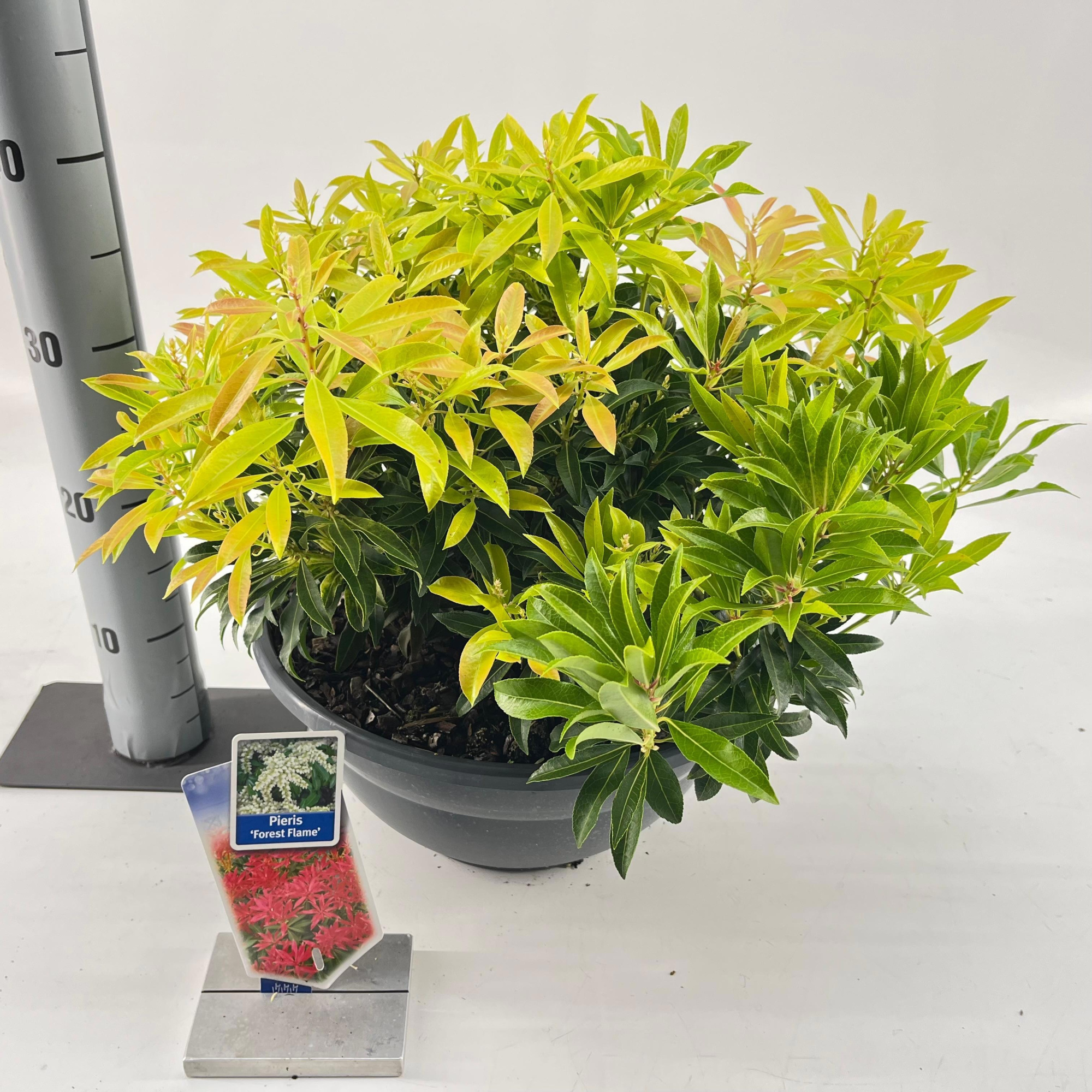 Pieris 'Forest Flame', D 33 cm