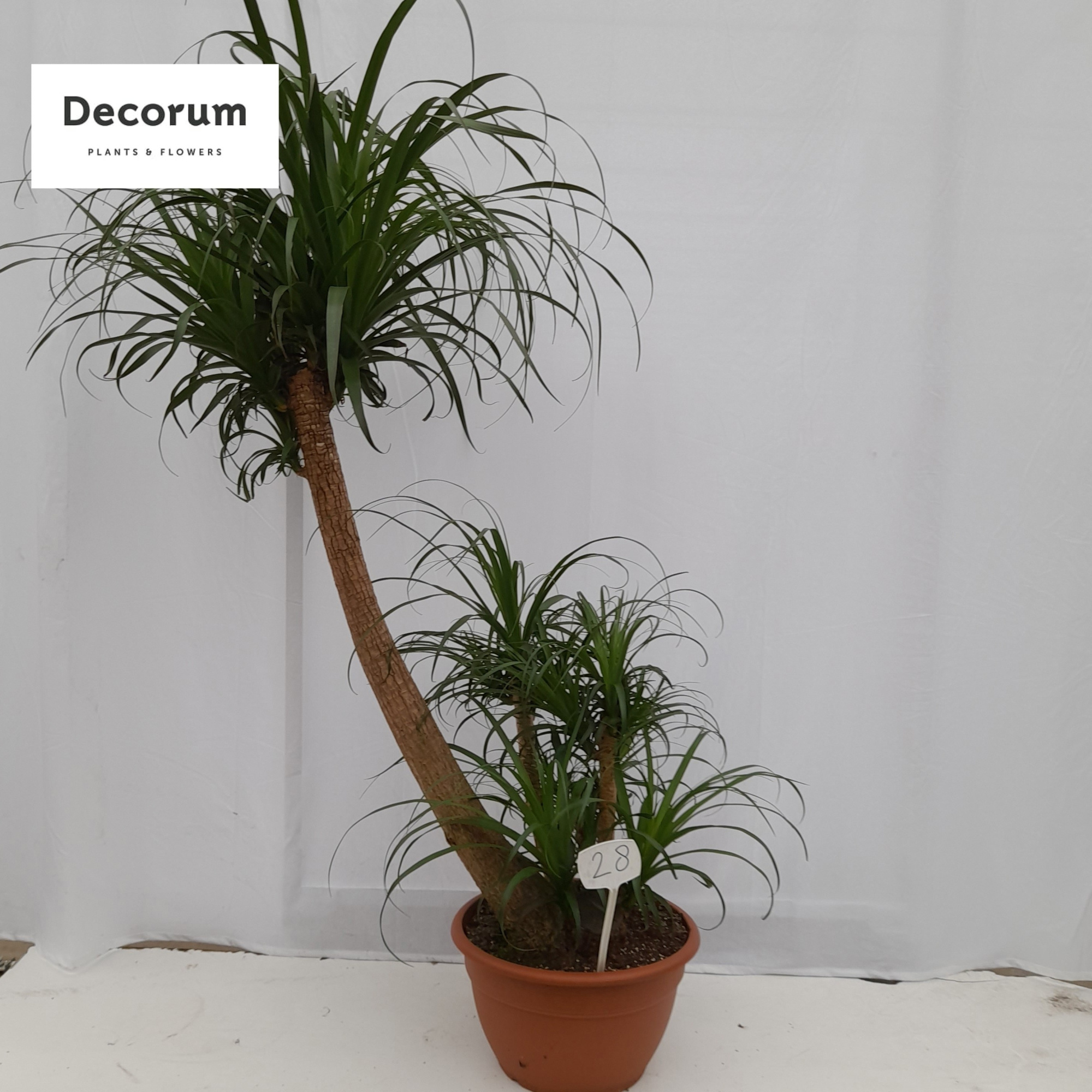 Beaucarnea vertakt op nummer 28, D 40