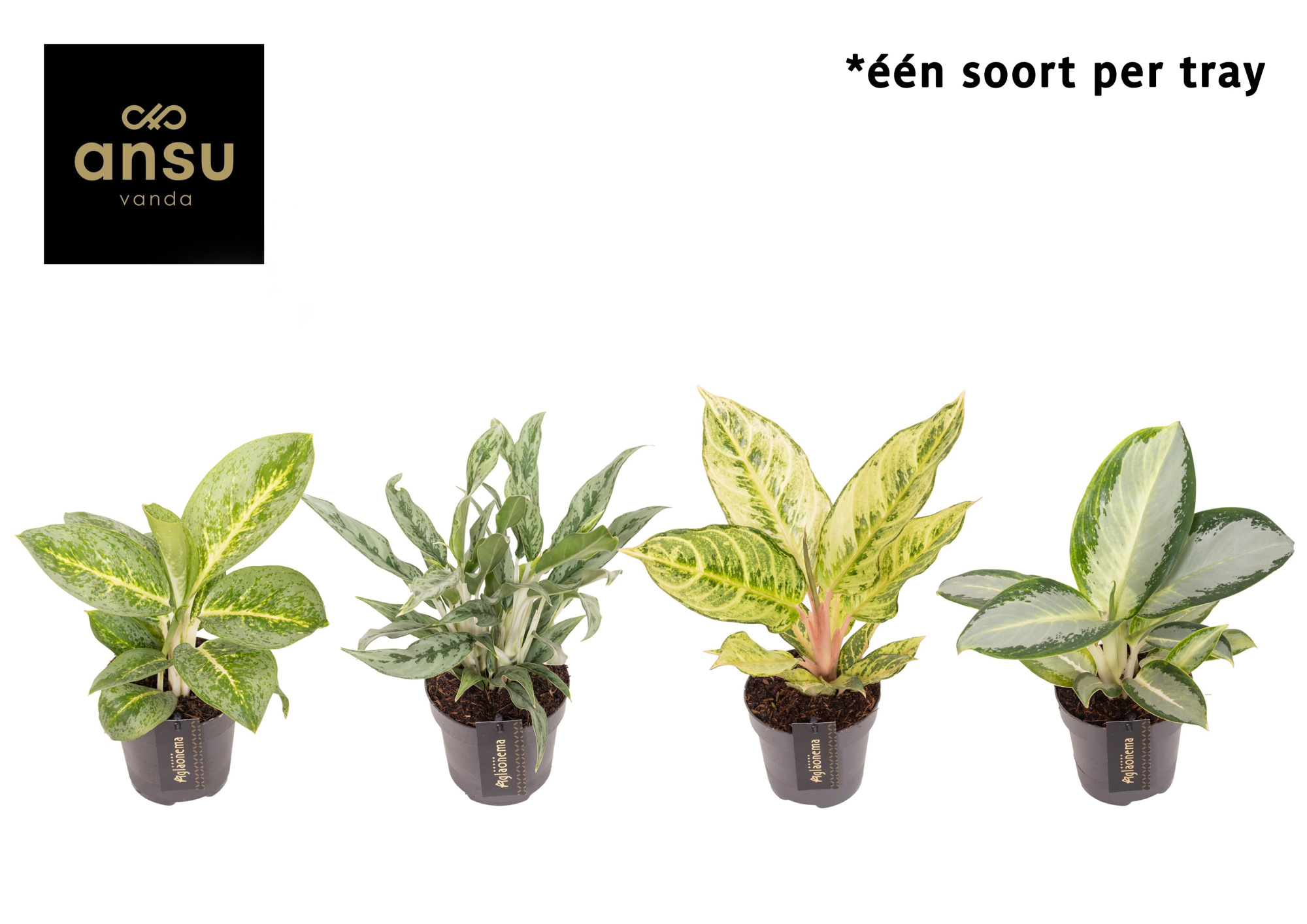 Aglaonema Green Surprise Tray, D 12 cm