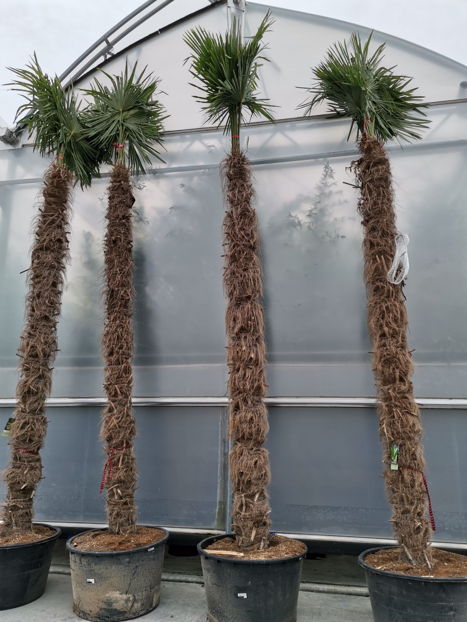 Trachycarpus fortunei, D 75