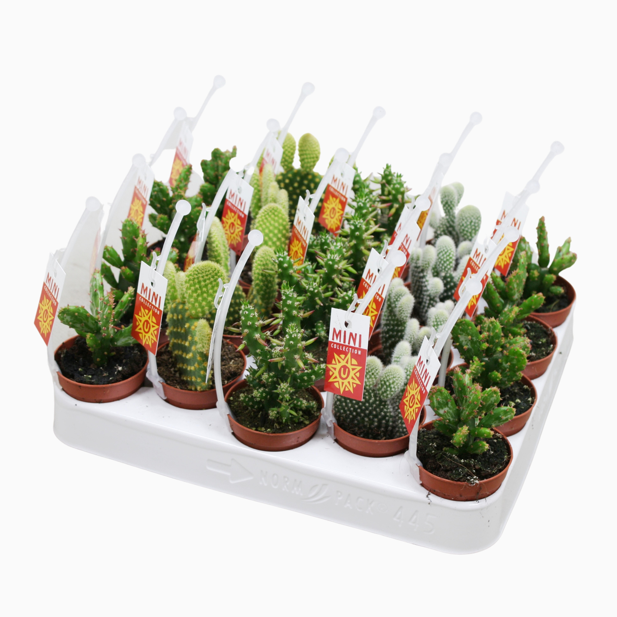 Opuntia mix 5,5 cm met picker+etiket, D 5,5 cm