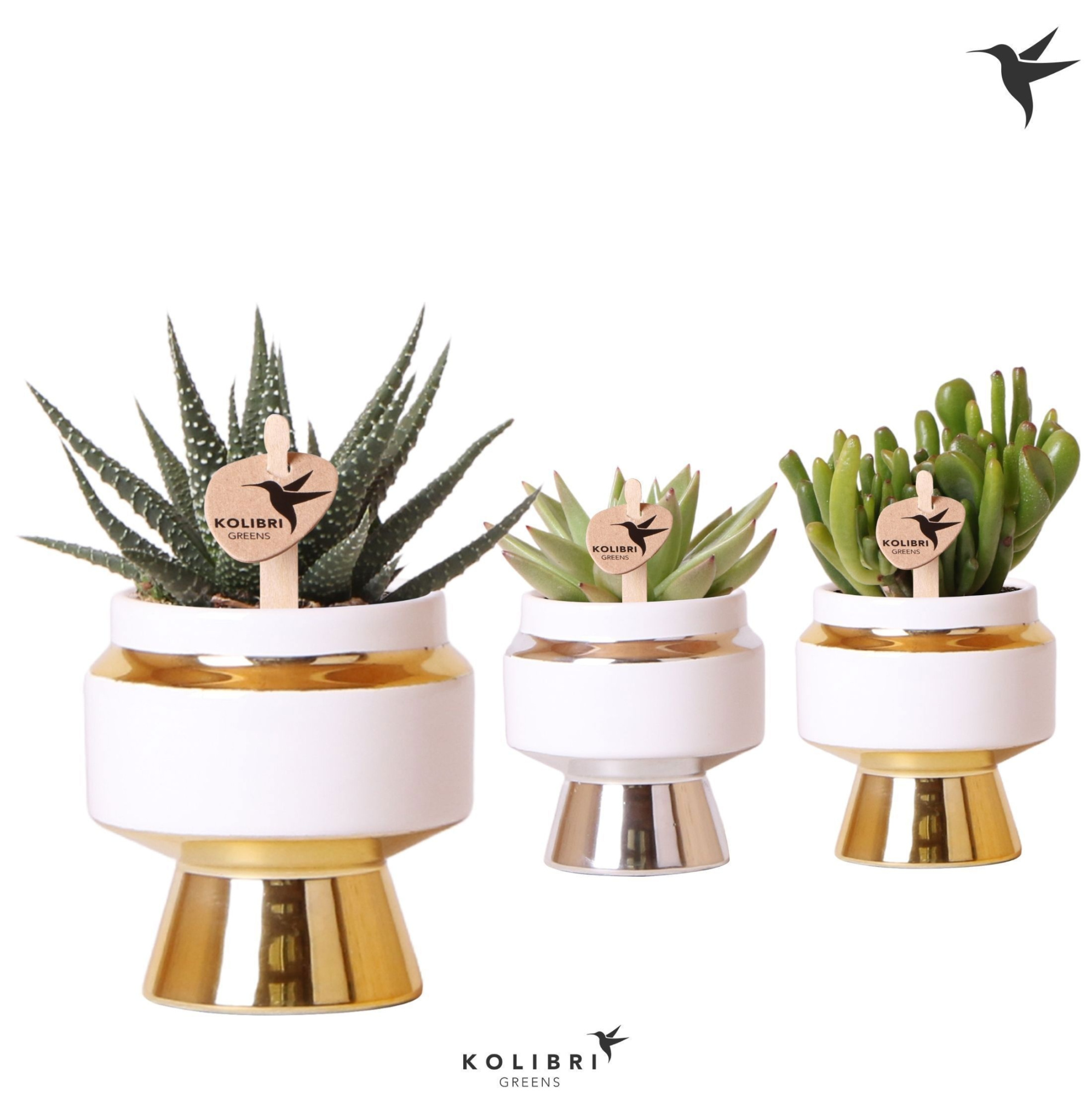 Kolibri Greens Succulenten mix in Le Chic pot mix, D 6 cm