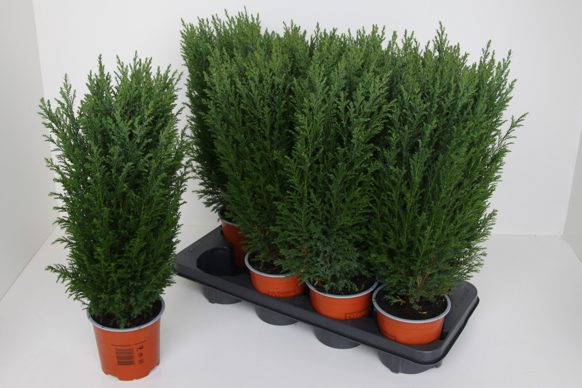 Chamaecyparis lawsoniana 'Ellwoodii', D 13 cm