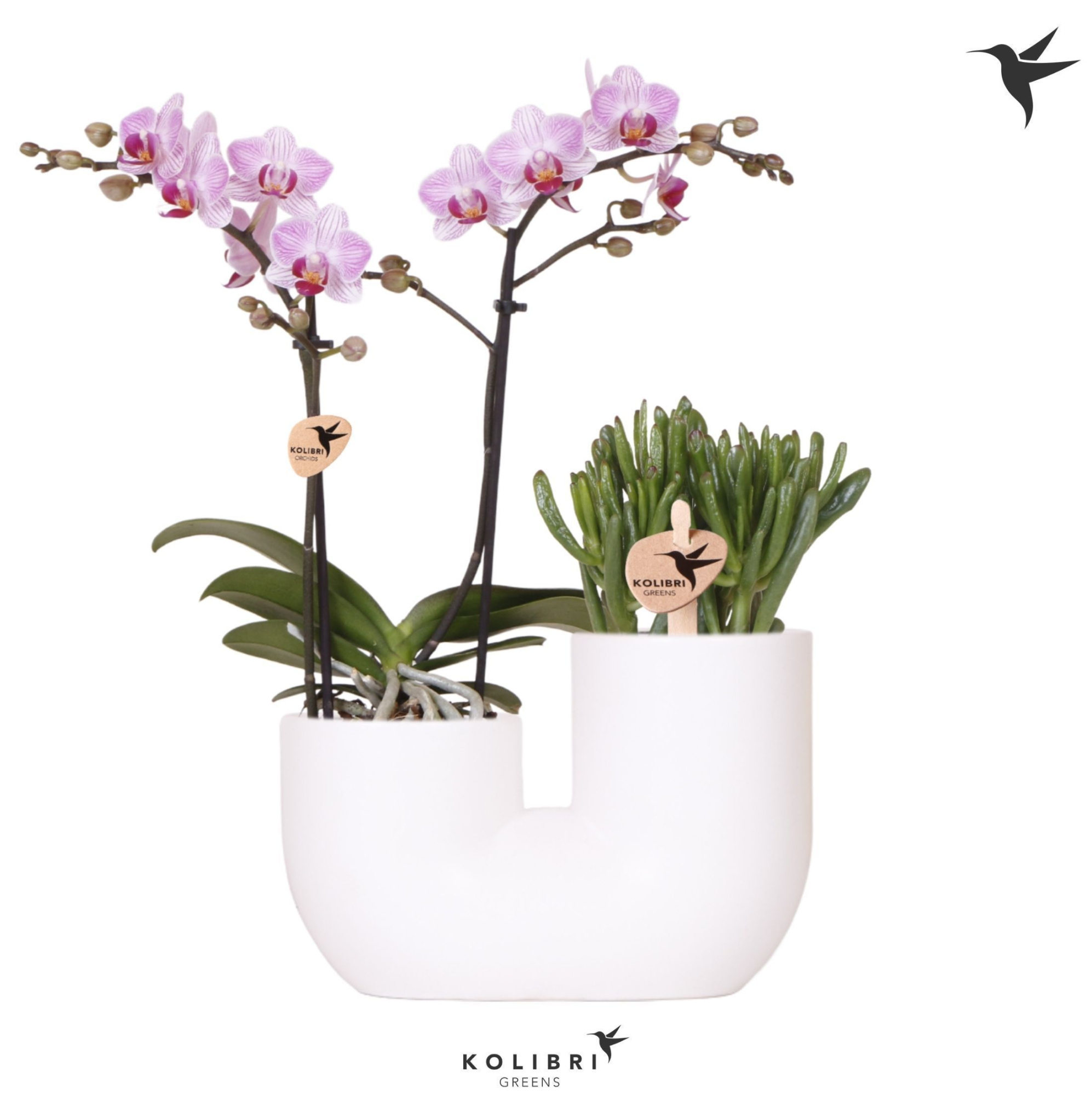Kolibri Orchids Phalaenopsis Pink 2 spike and Succulent in Tube white, D 18 cm