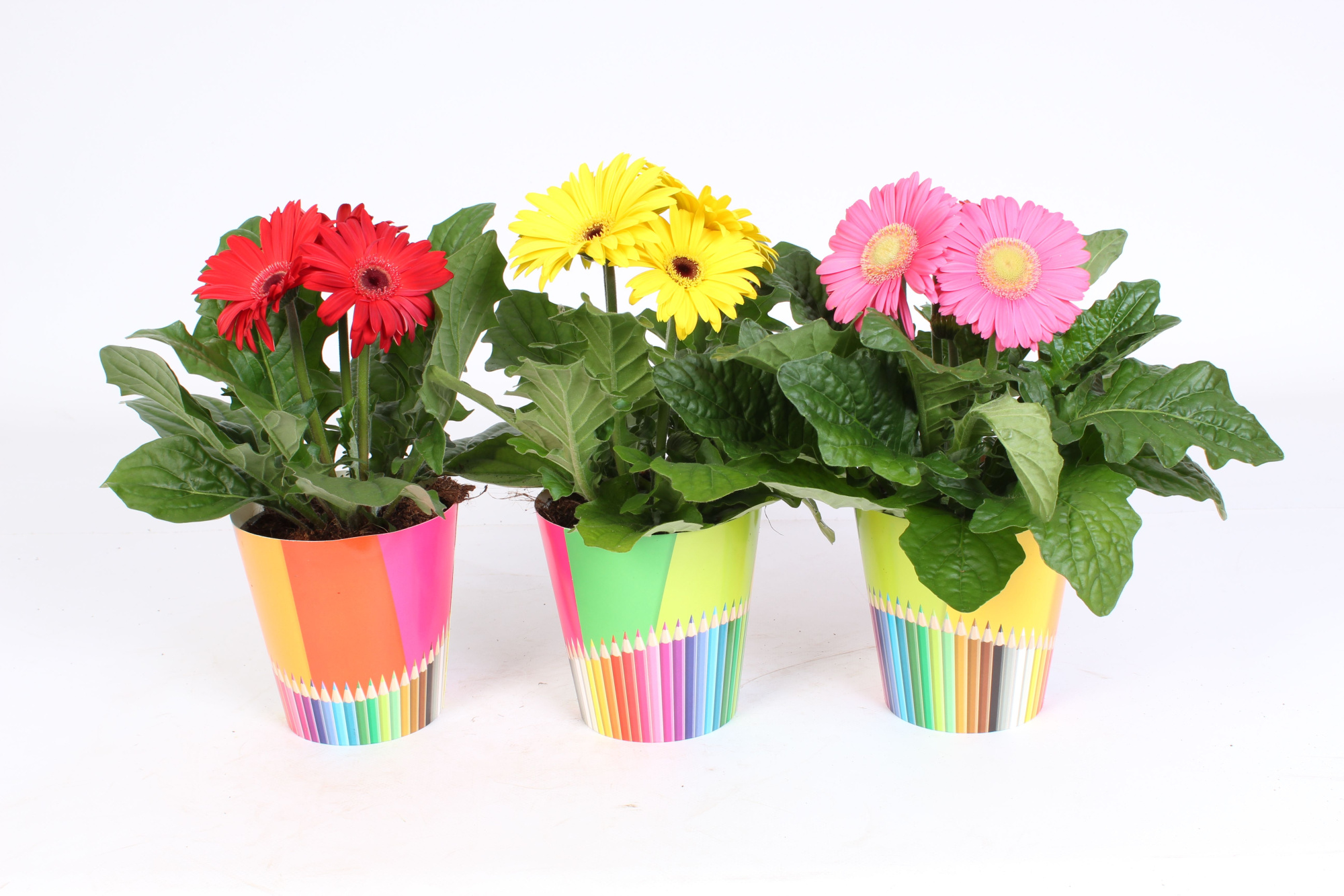 Gerbera Gemengd belicht 2+bl 12cm in potlood beker, D 12