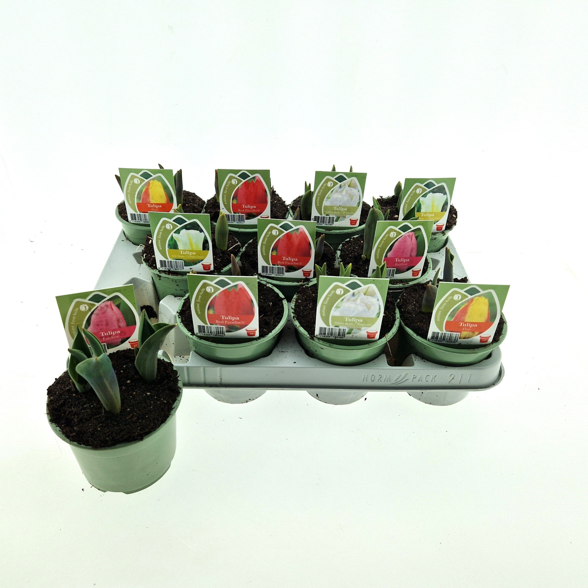 Tulp Mix 10 cm, D 10