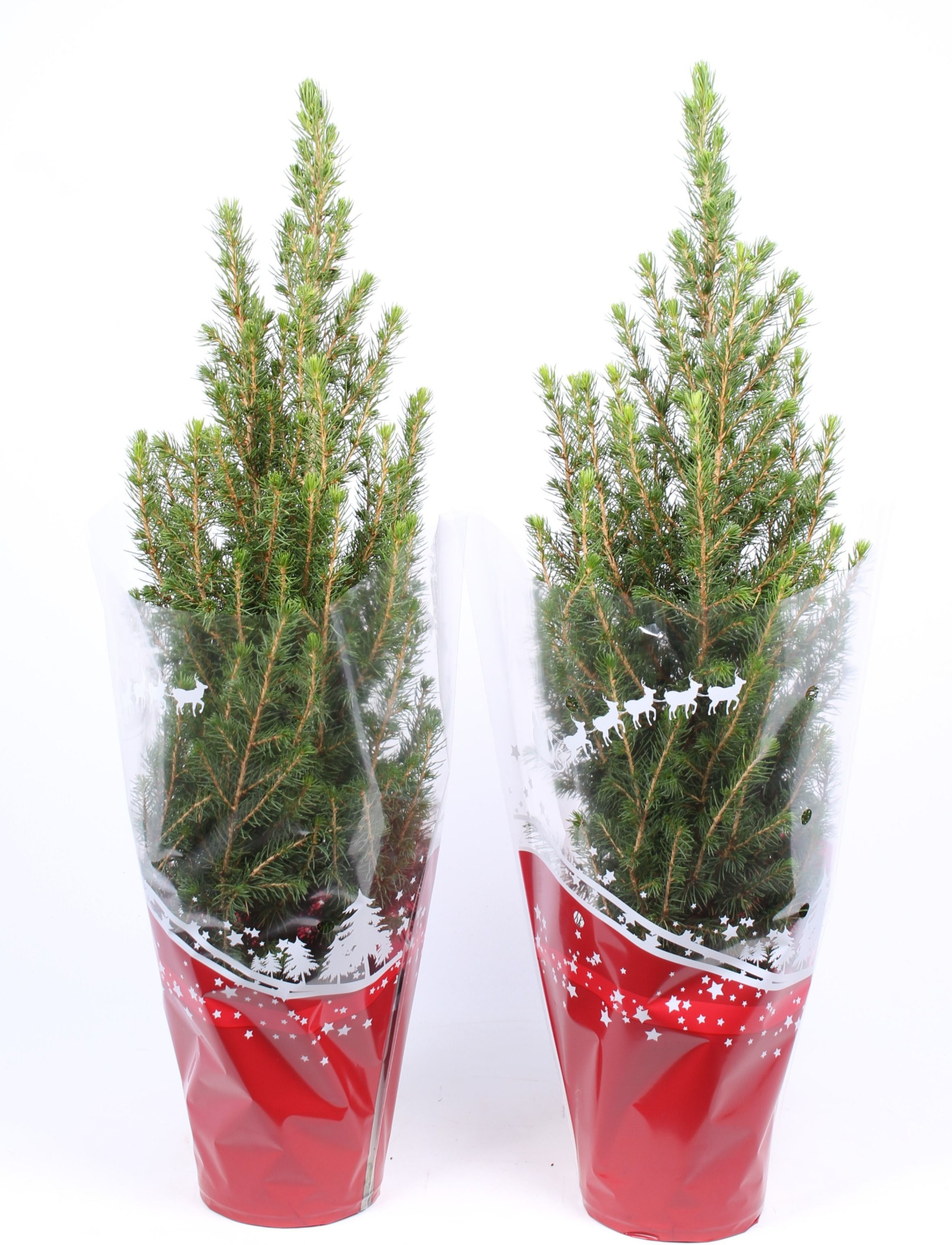 Picea glauca 'Conica' rode hoes, D 15 cm