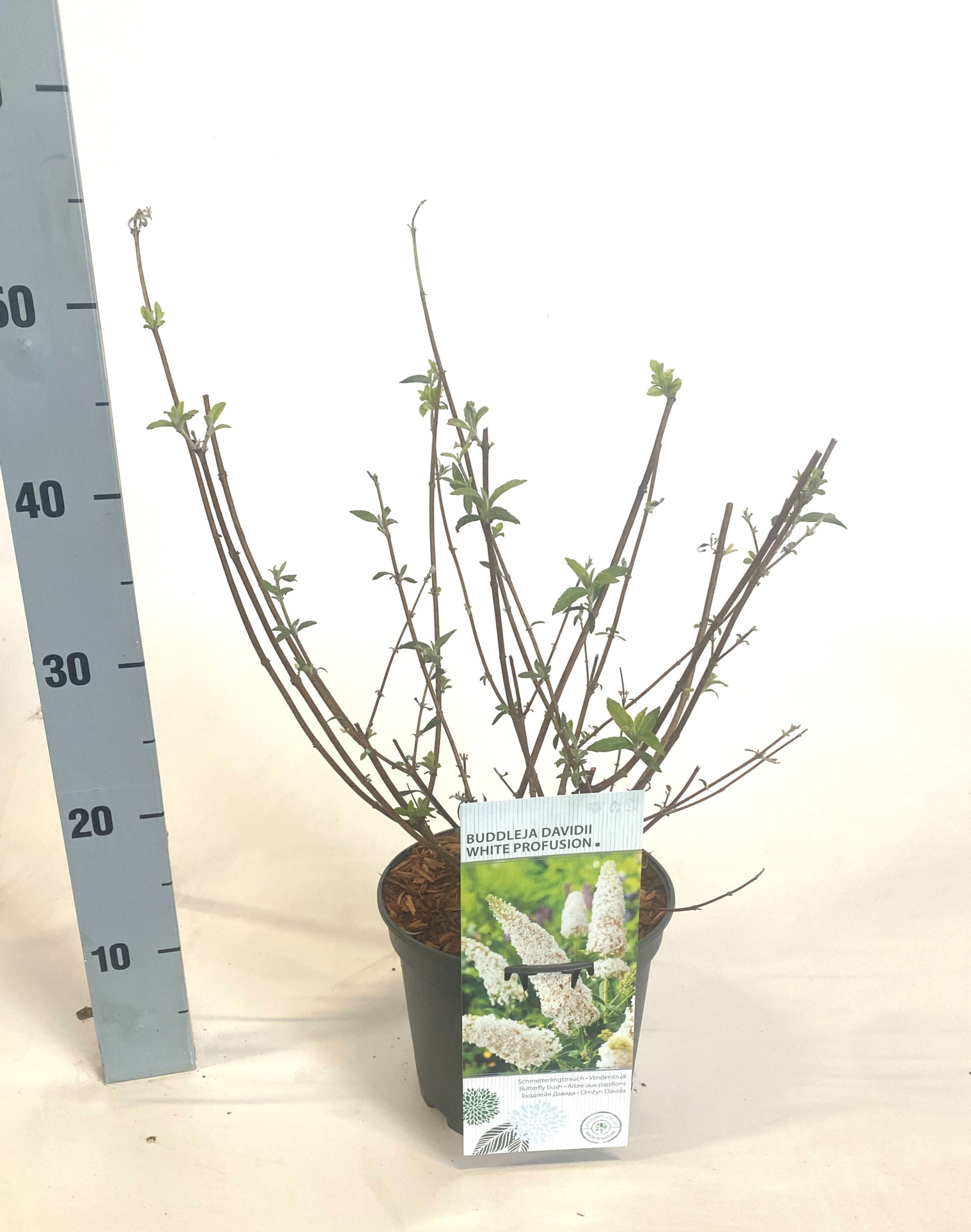 Buddleja davidii 'White Profusion', D 19