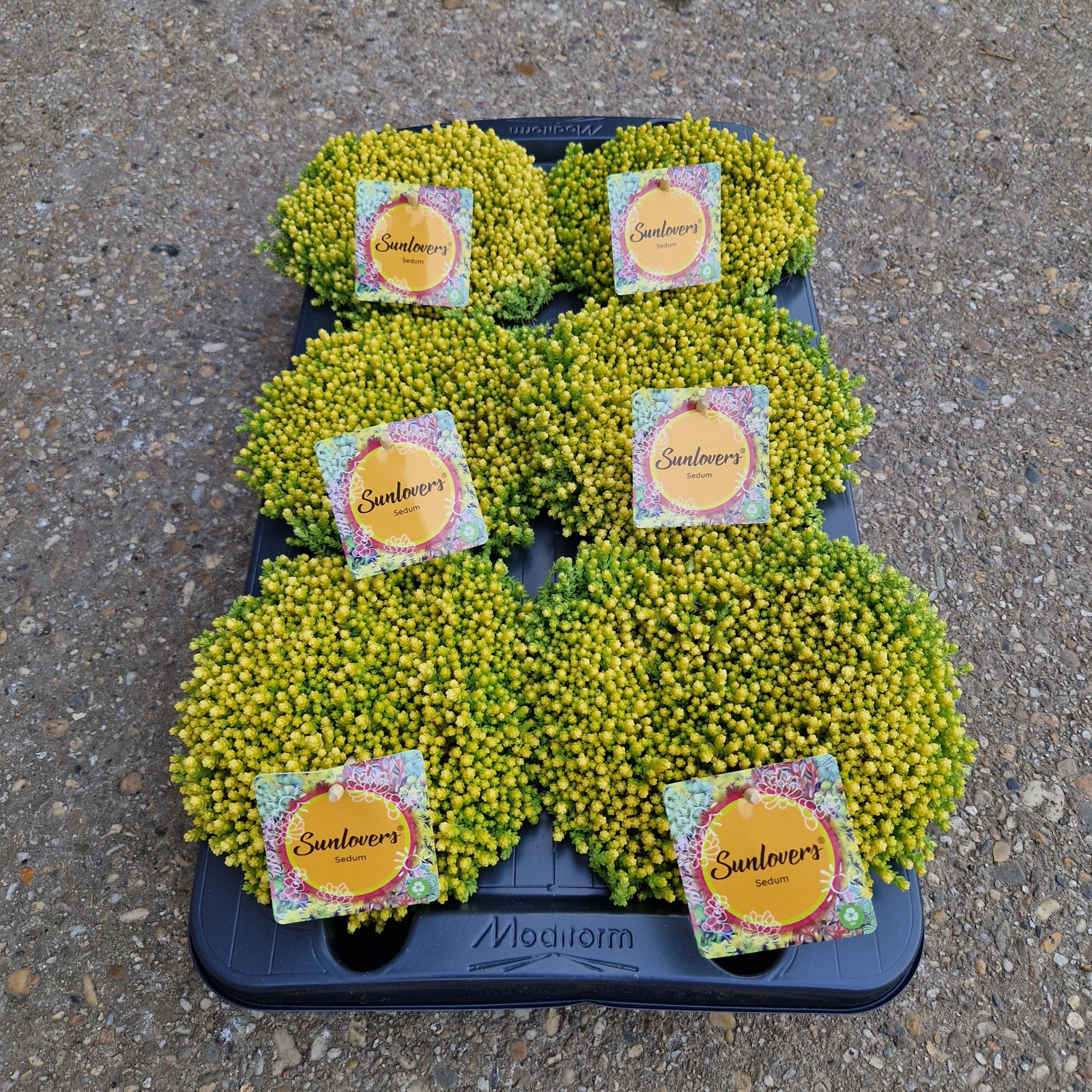 Sedum acre 'Yellow Queen', D 13 cm