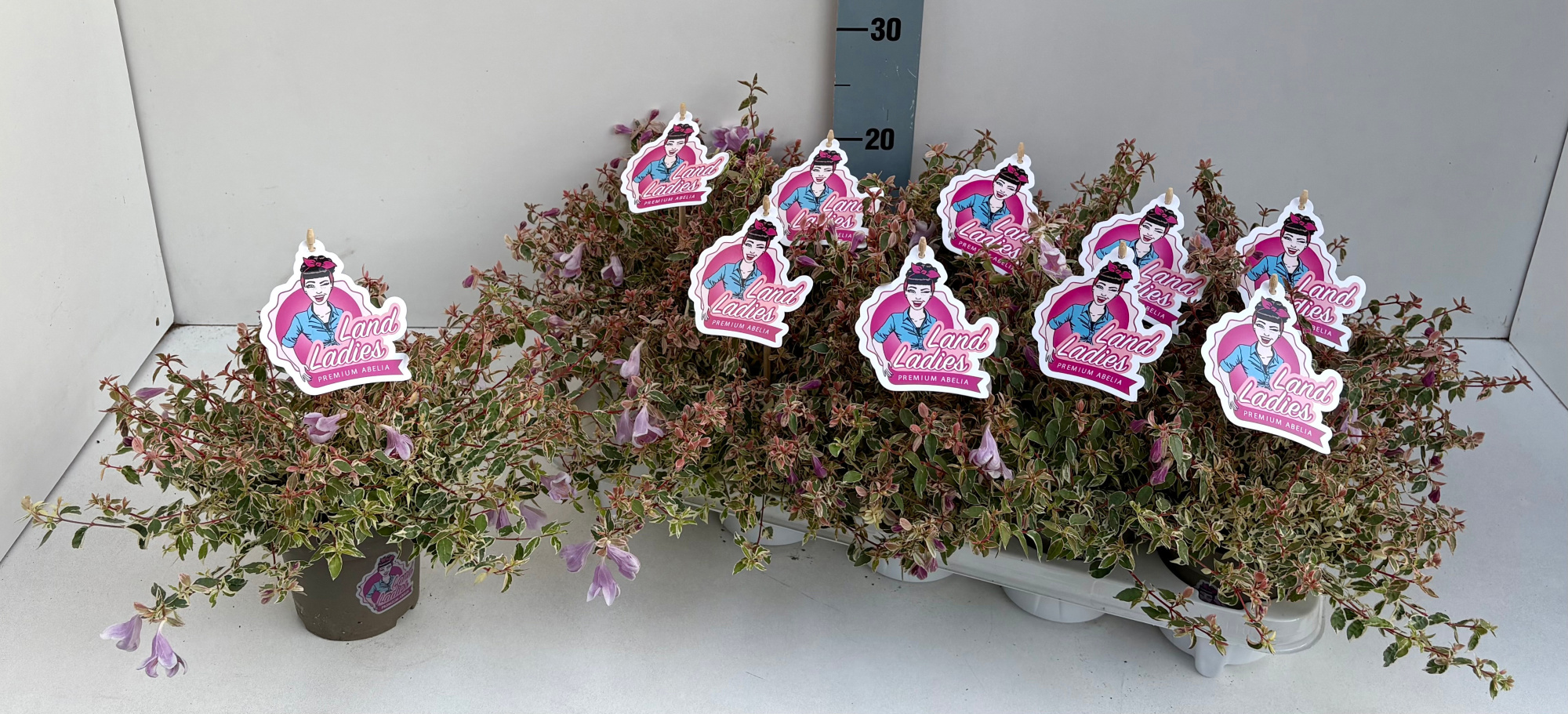 Abelia Swirly Bells 11T NEW!!!, D 11 cm